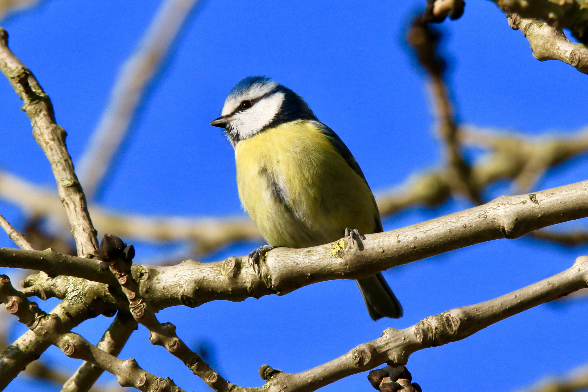 Sigma 150mm f/2.8 EX DG OS HSM APO Macro sample photo. Blue tit, photo was taken in the marienwaerdt. photography