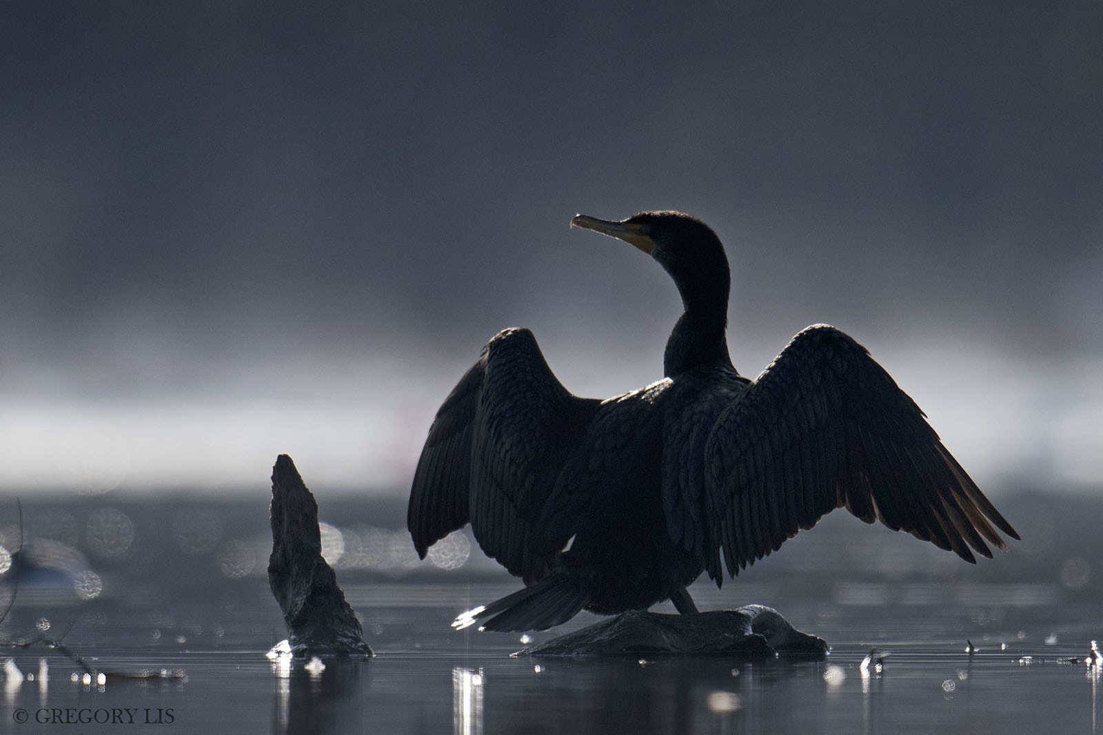 Nikon D810 + Nikon AF-S Nikkor 500mm F4G ED VR sample photo. Double-crested cormorant photography