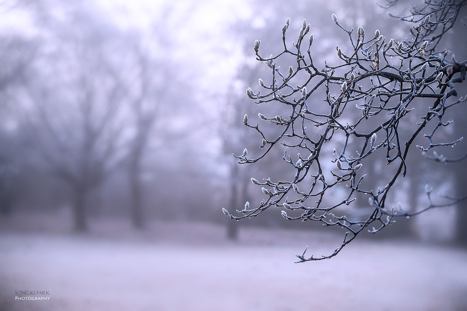 Pentax K-1 sample photo. A dreaming tree in the winter morning-5 photography
