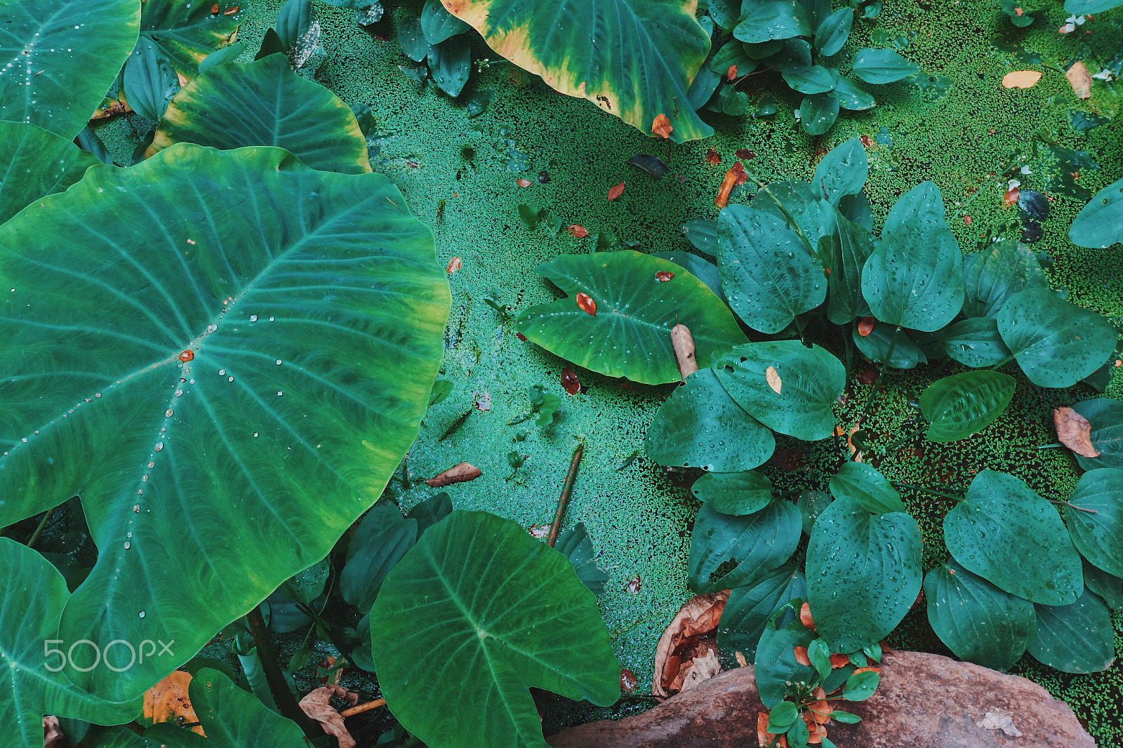 Sony Cyber-shot DSC-RX100 IV + Sony 24-70mm F1.8-2.8 sample photo. Background of green tropical leaves in the forest photography