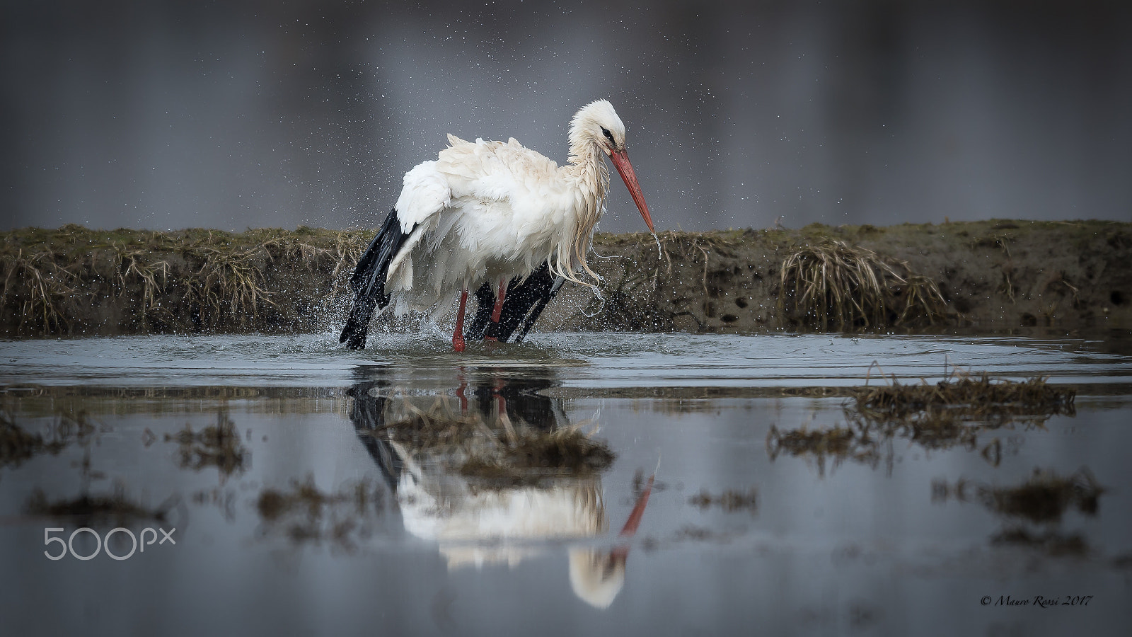 Nikon AF-S Nikkor 500mm F4E FL ED VR sample photo. "toilet" ciconia ciconia. photography
