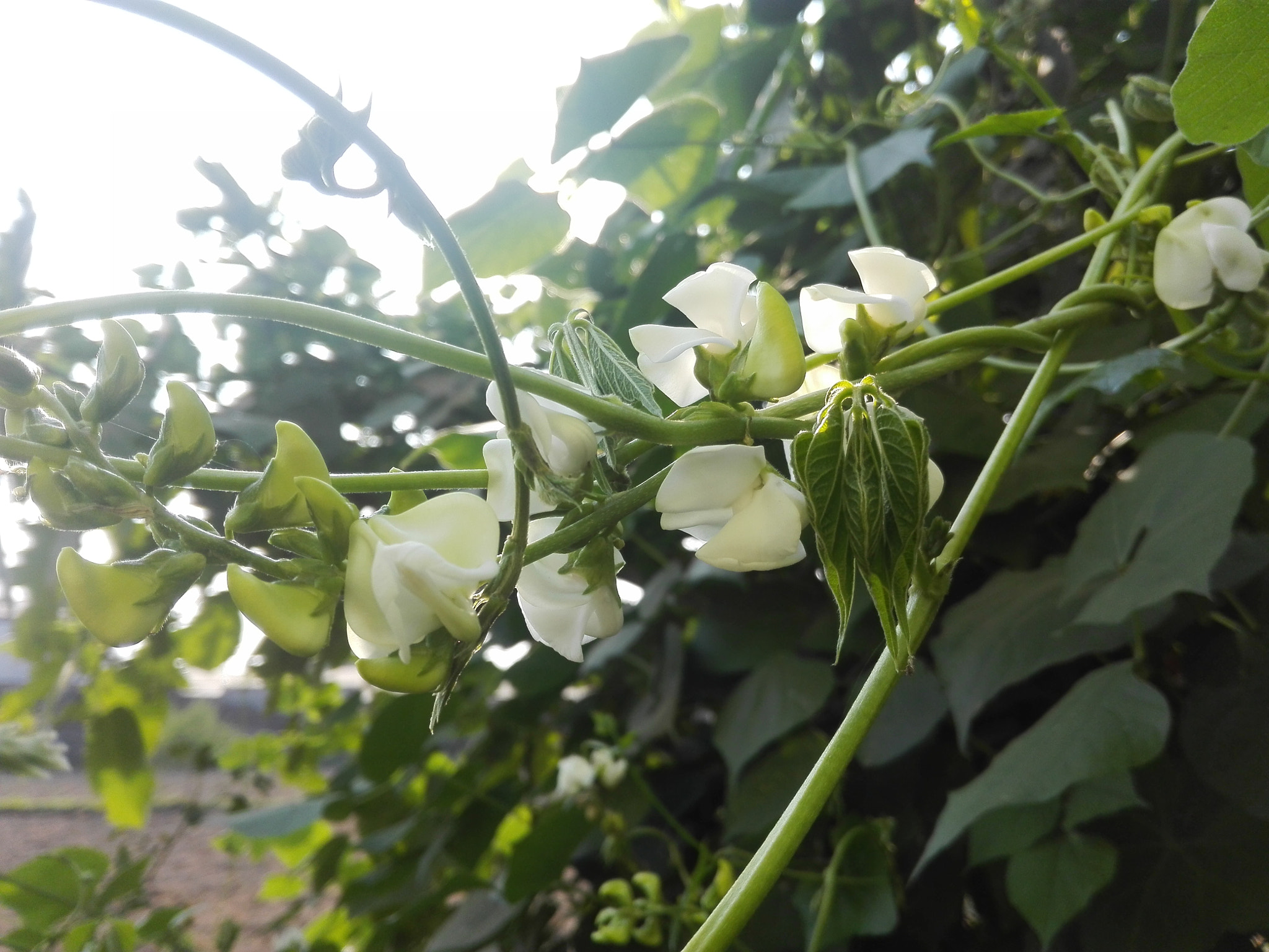 HUAWEI Cherry Mini sample photo. Growth photography