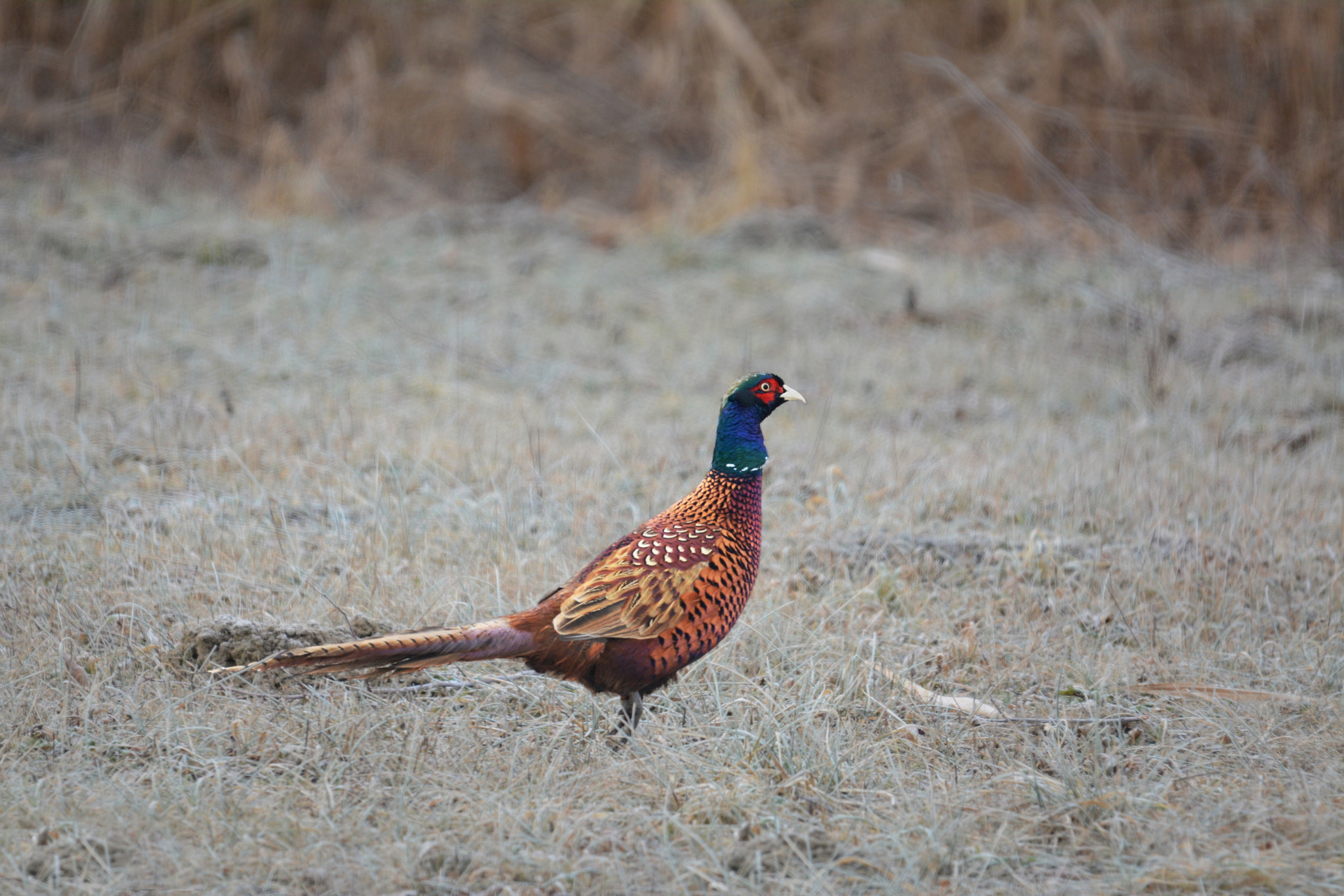 Sigma 120-400mm F4.5-5.6 DG OS HSM sample photo. In search of old genes photography