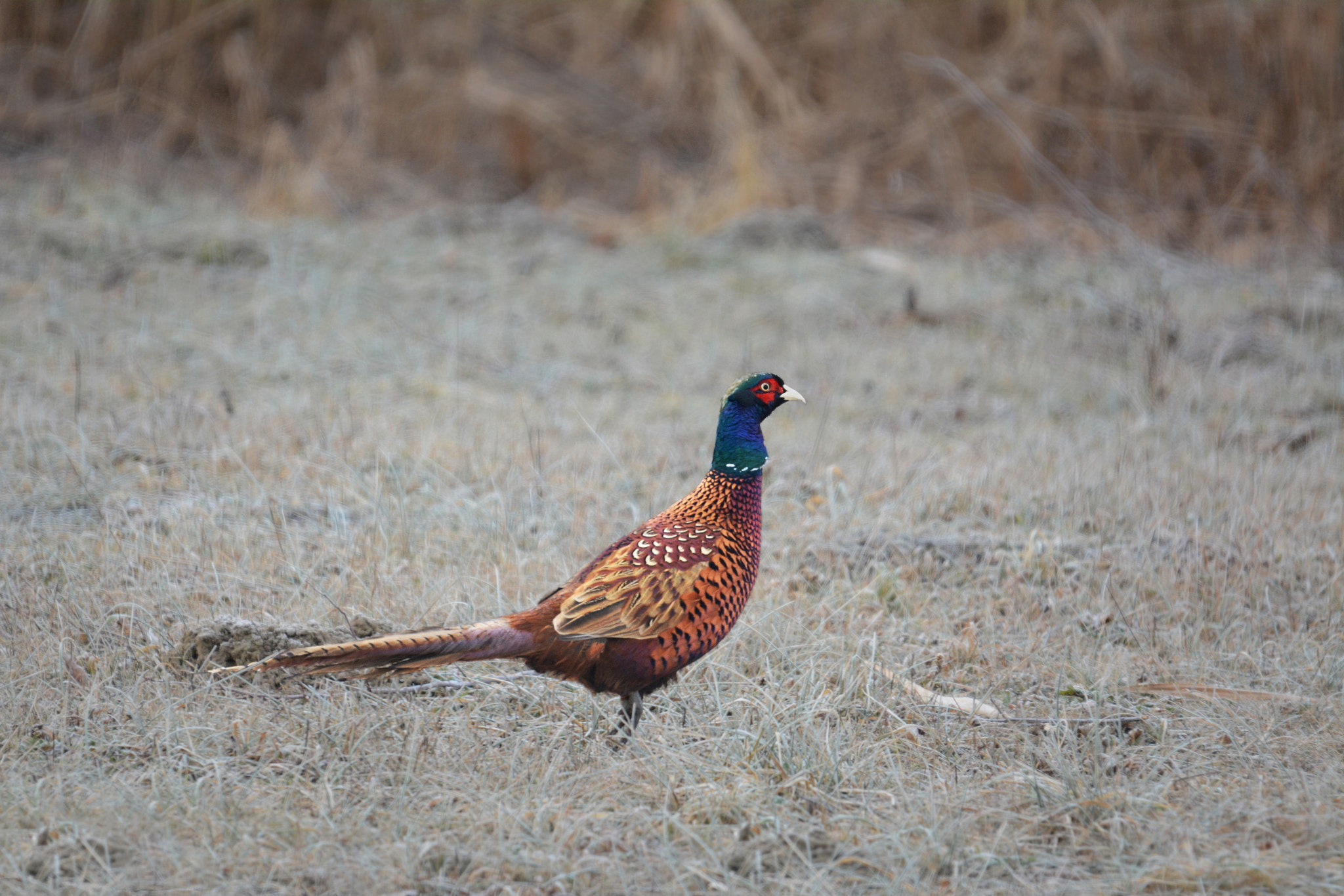 Nikon D7100 + Sigma 120-400mm F4.5-5.6 DG OS HSM sample photo. In search of old genes photography