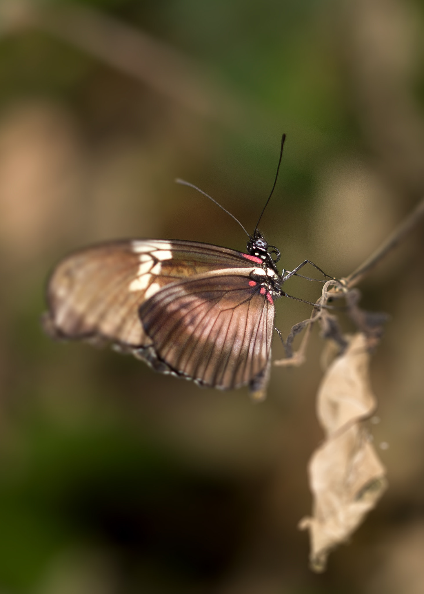 Sigma 105mm F2.8 EX DG OS HSM sample photo. Butterfly photography