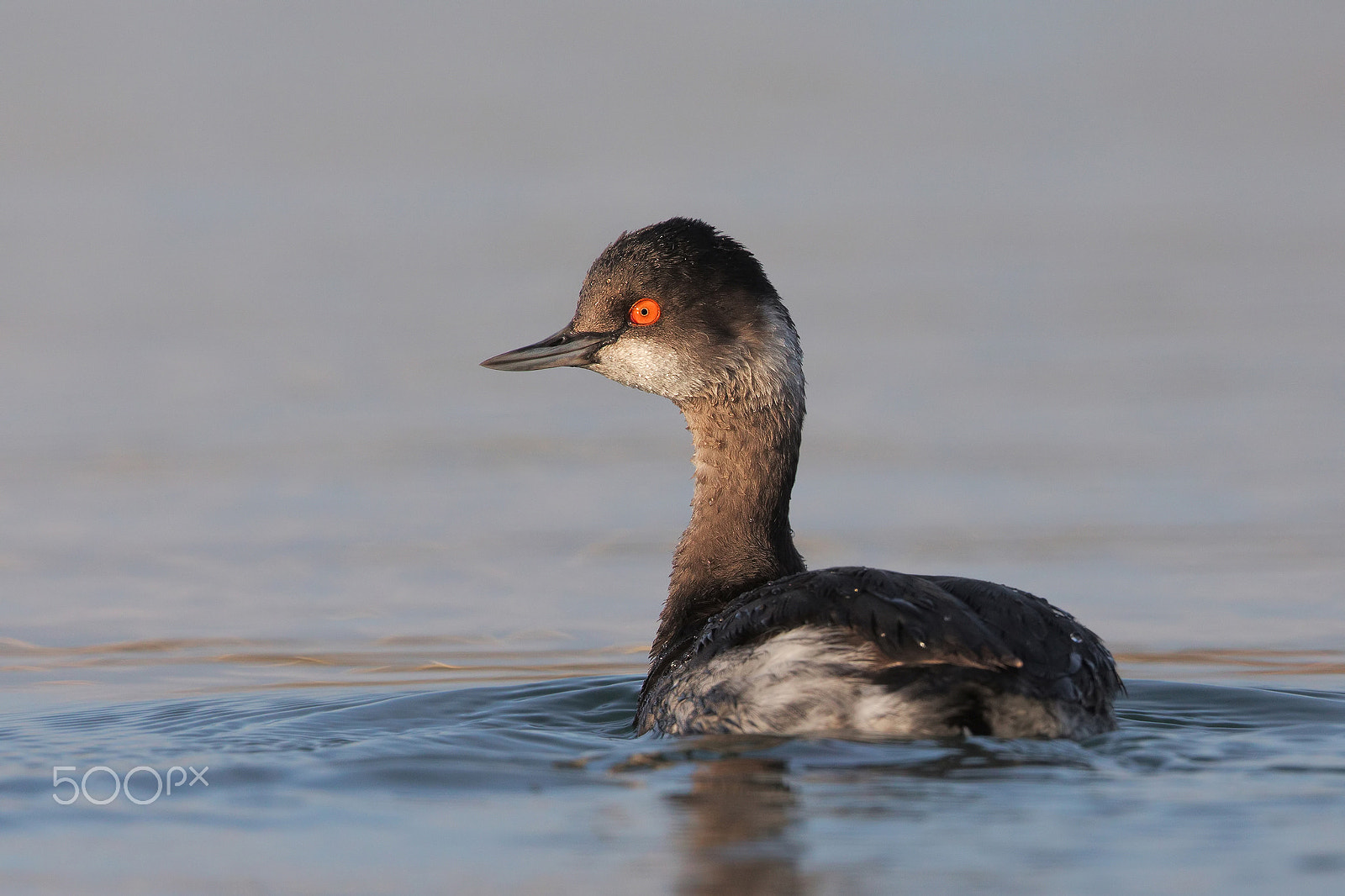 Canon EF 500mm F4L IS II USM sample photo. Podiceps nigricollis photography