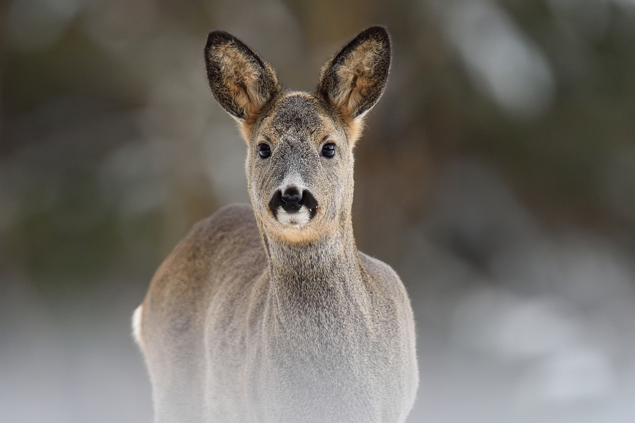 Nikon AF-S Nikkor 400mm F2.8G ED VR II sample photo. Roe deer portrait in a winter forest photography