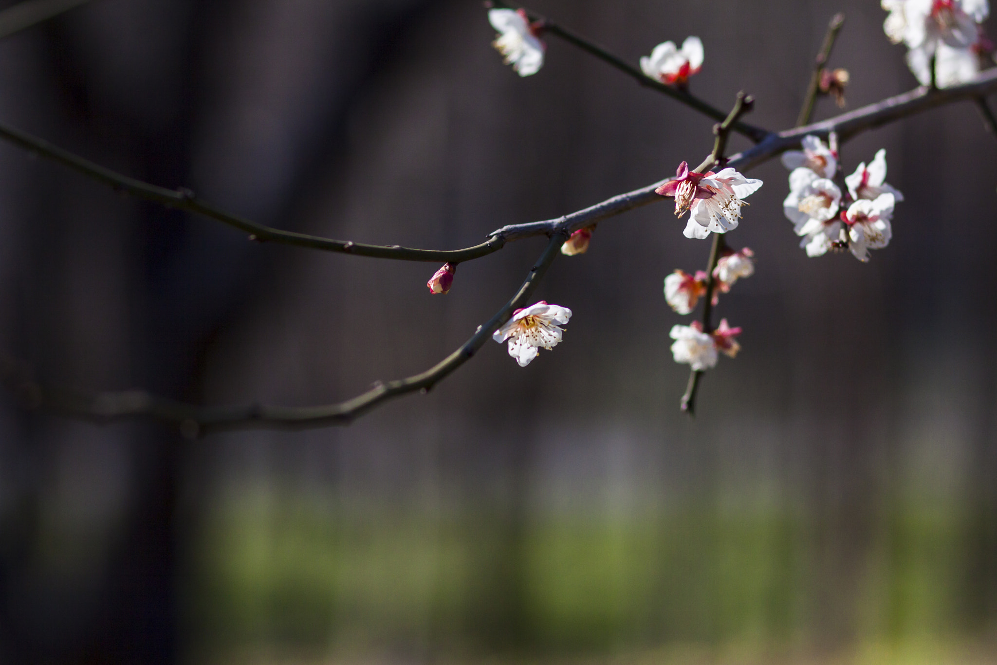 Canon EOS 50D + Canon EF 85mm F1.8 USM sample photo. Darkly sweet scent and sparse branch lines photography