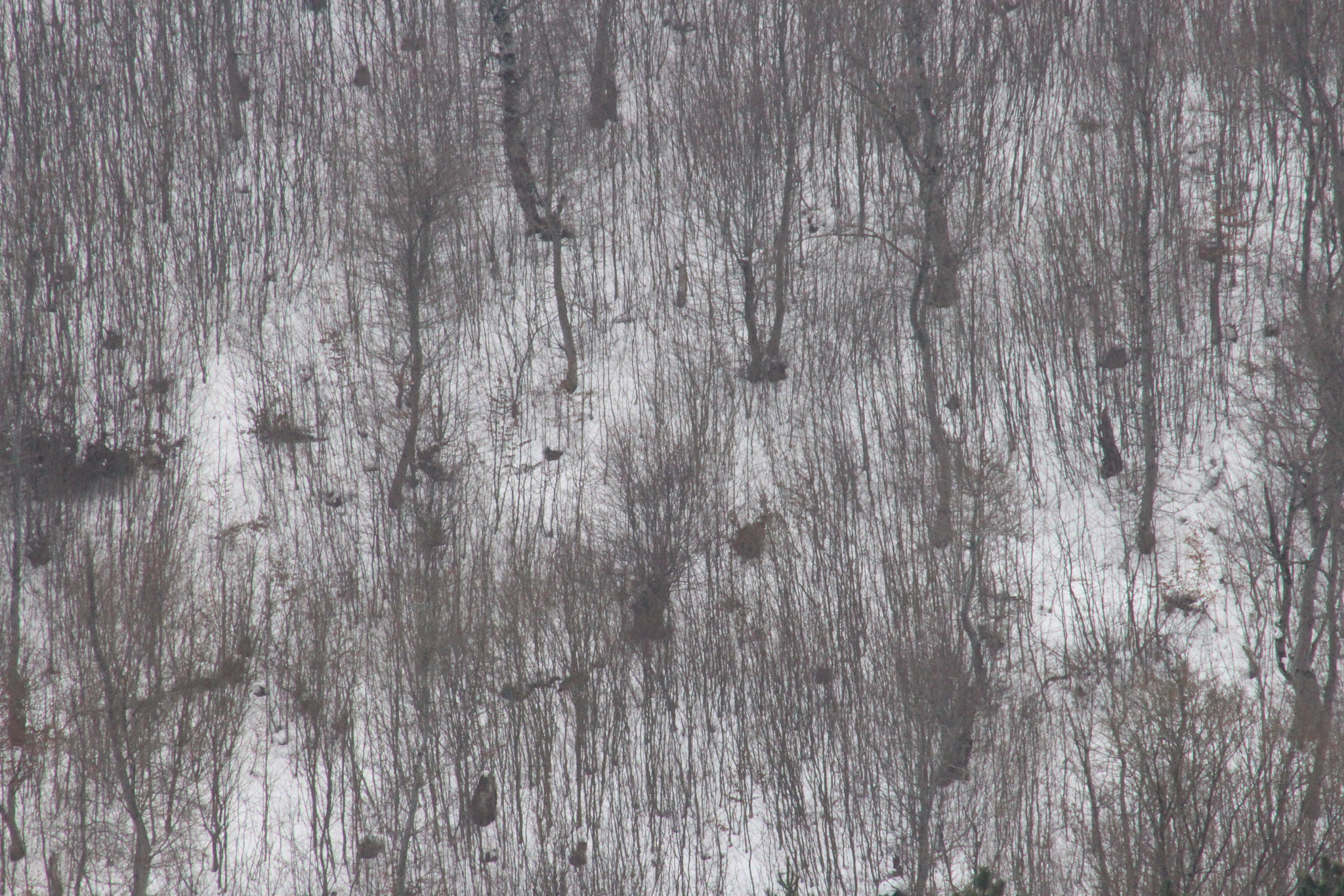 Canon EF 75-300mm f/4-5.6 USM sample photo. Graphic arts photography