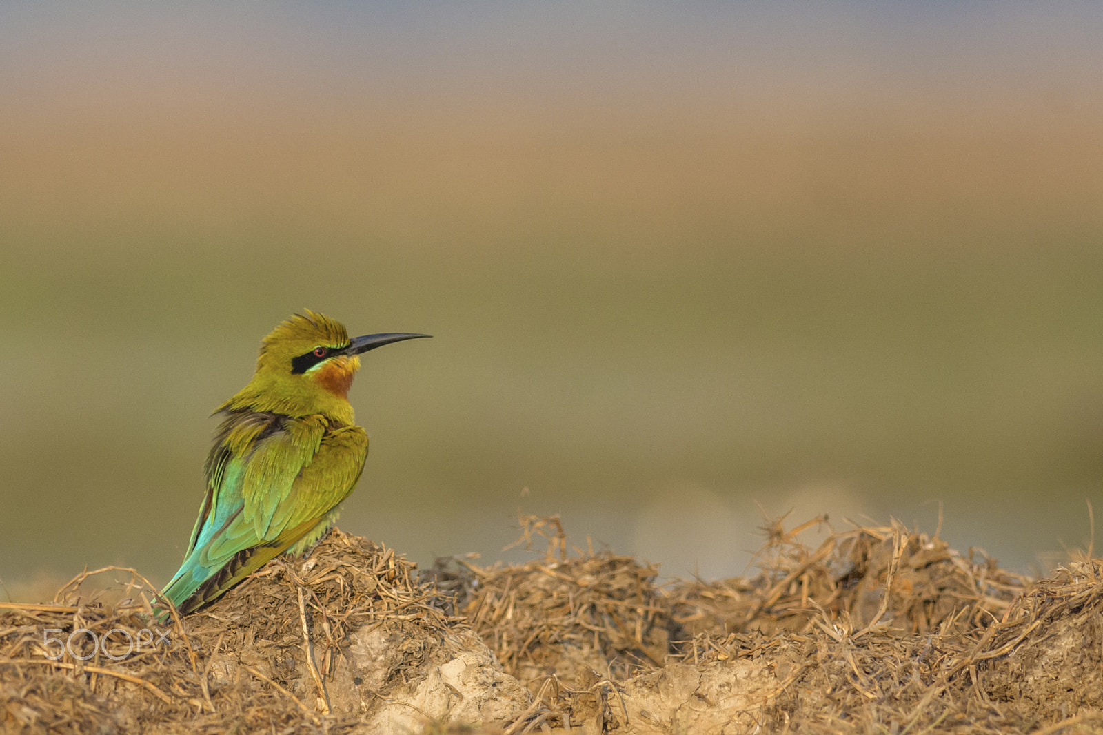 Nikon D7100 + Nikon AF-S Nikkor 300mm F4D ED-IF sample photo. Blue tailed bee-eater photography