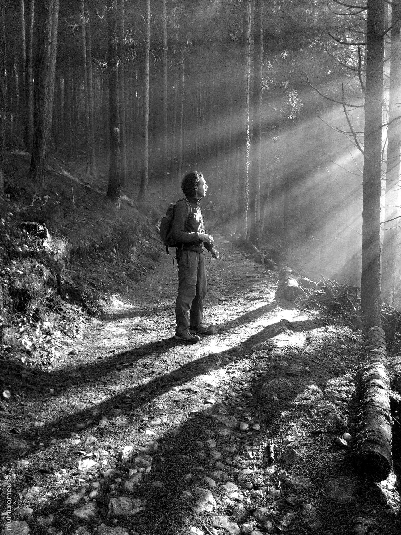 HUAWEI Y6 sample photo. Light and shadows 2 - forest in garda lake, italy photography