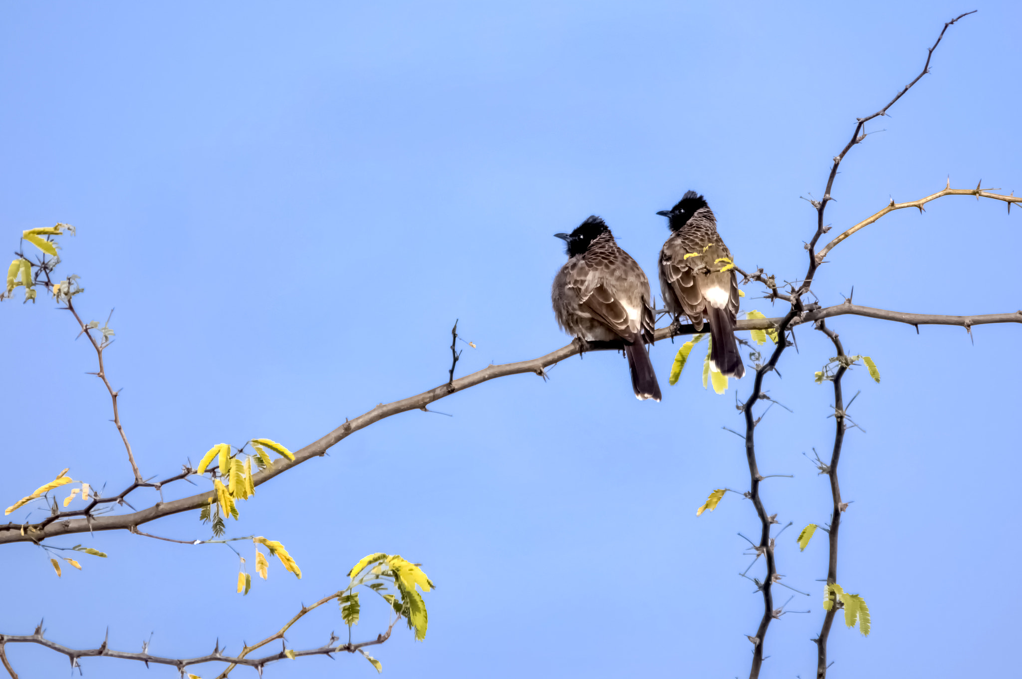 Pentax K-3 II + Sigma 150-500mm F5-6.3 DG OS HSM sample photo. We don't care photography