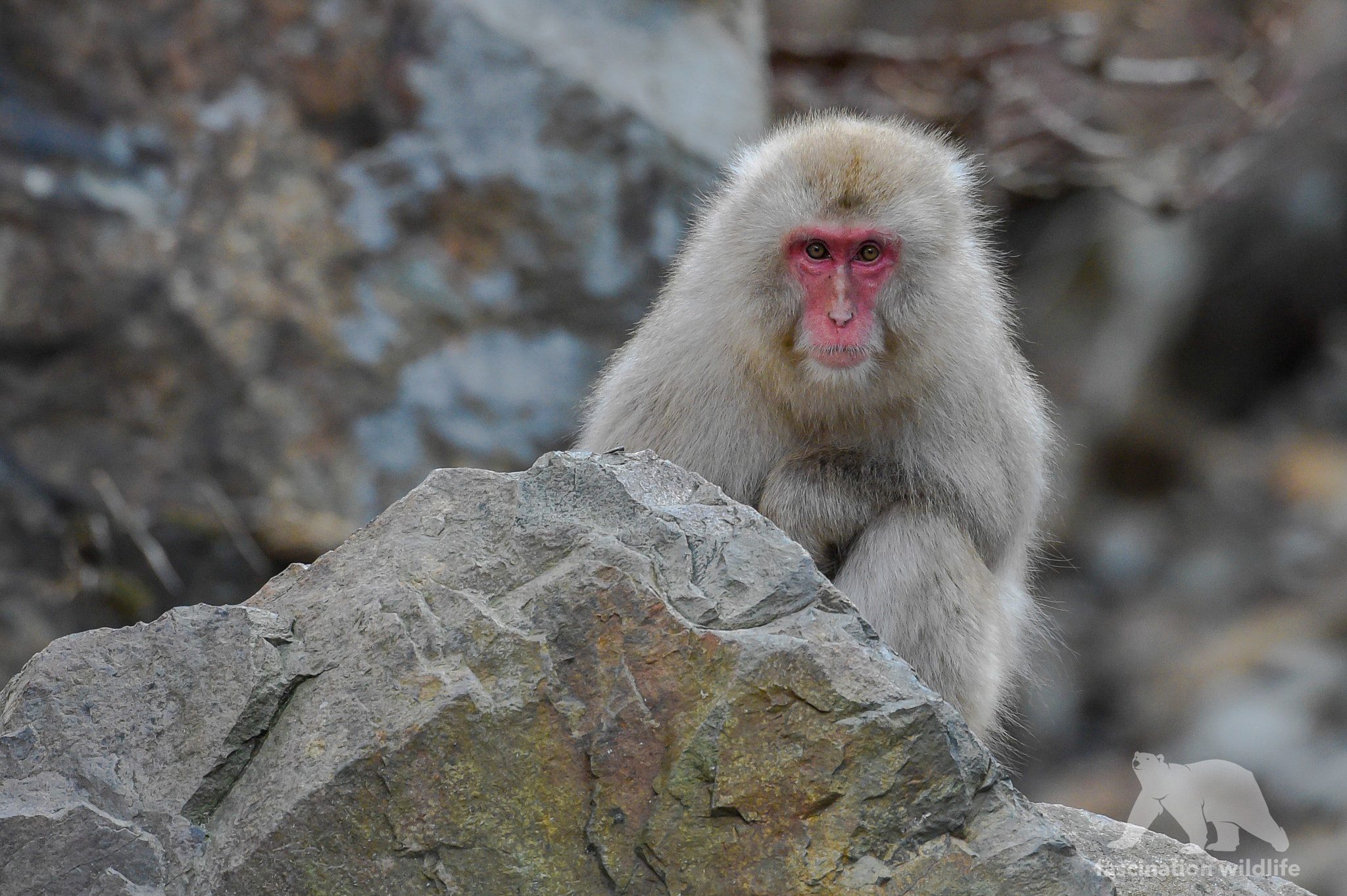 Nikon D4S sample photo. Snow monkey photography