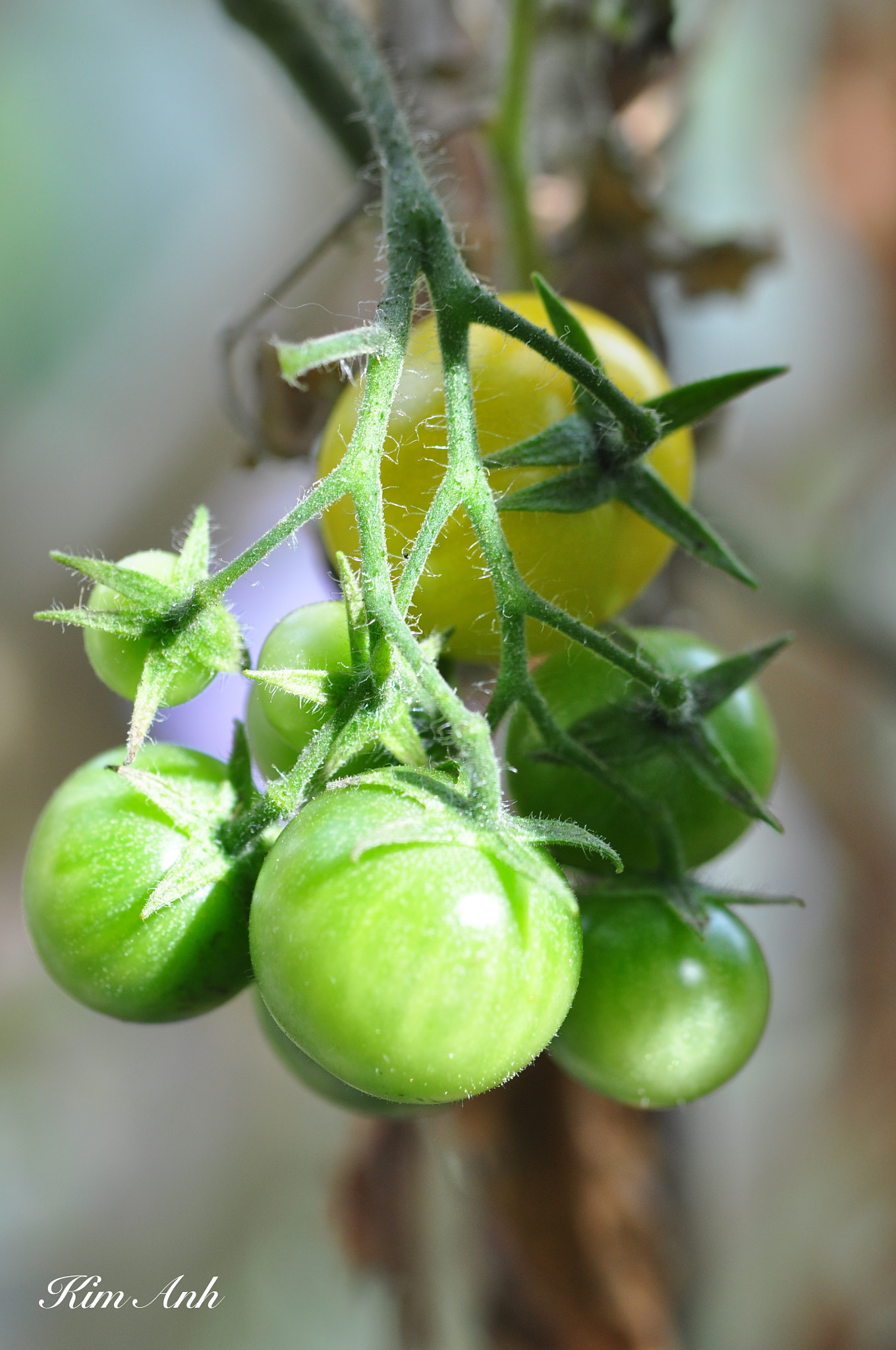 Nikon D90 + Tamron SP 90mm F2.8 Di VC USD 1:1 Macro (F004) sample photo. Home grown cherry tomatoes. photography