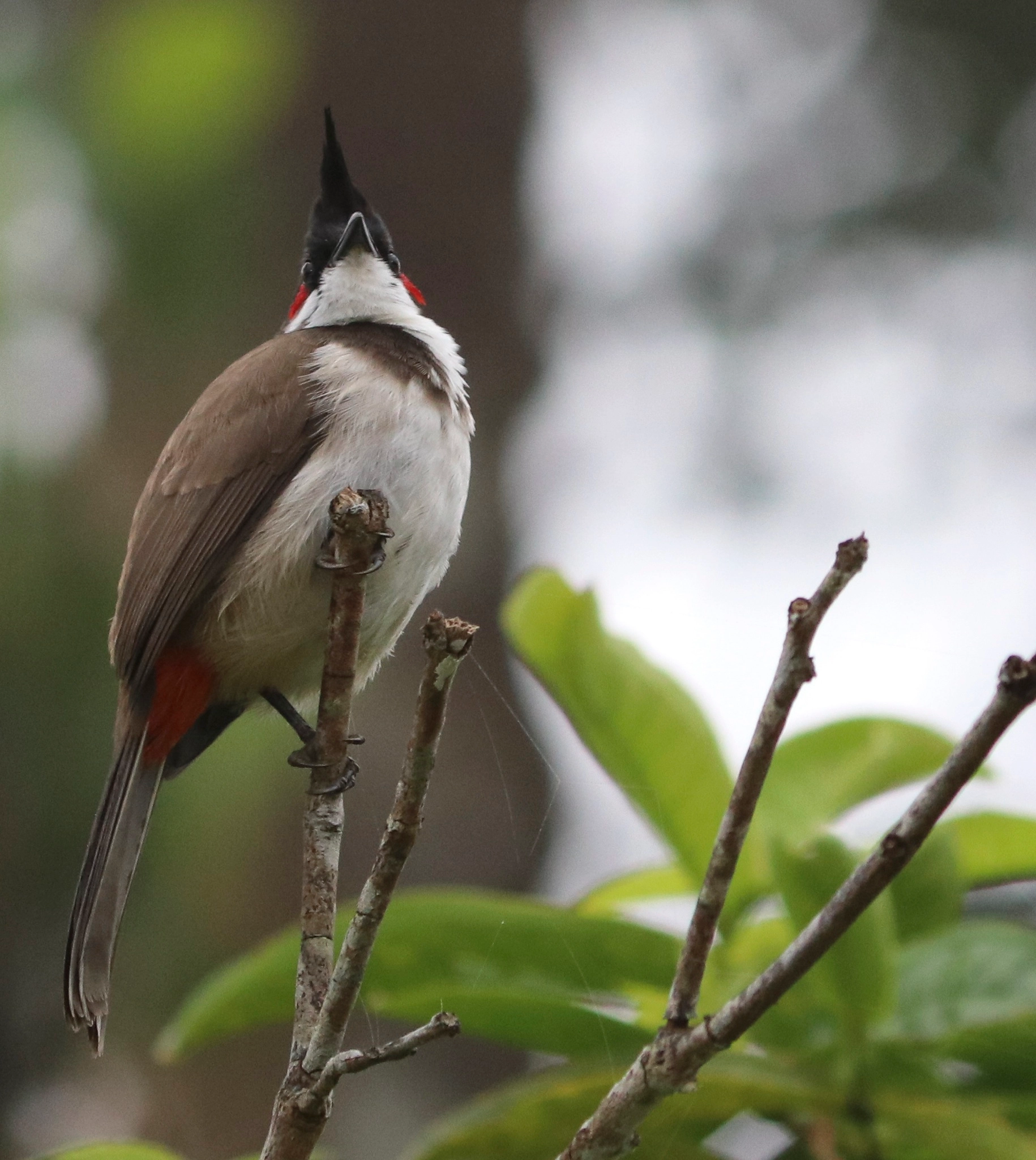 Canon EF-S 55-250mm F4-5.6 IS II sample photo. Bird photography