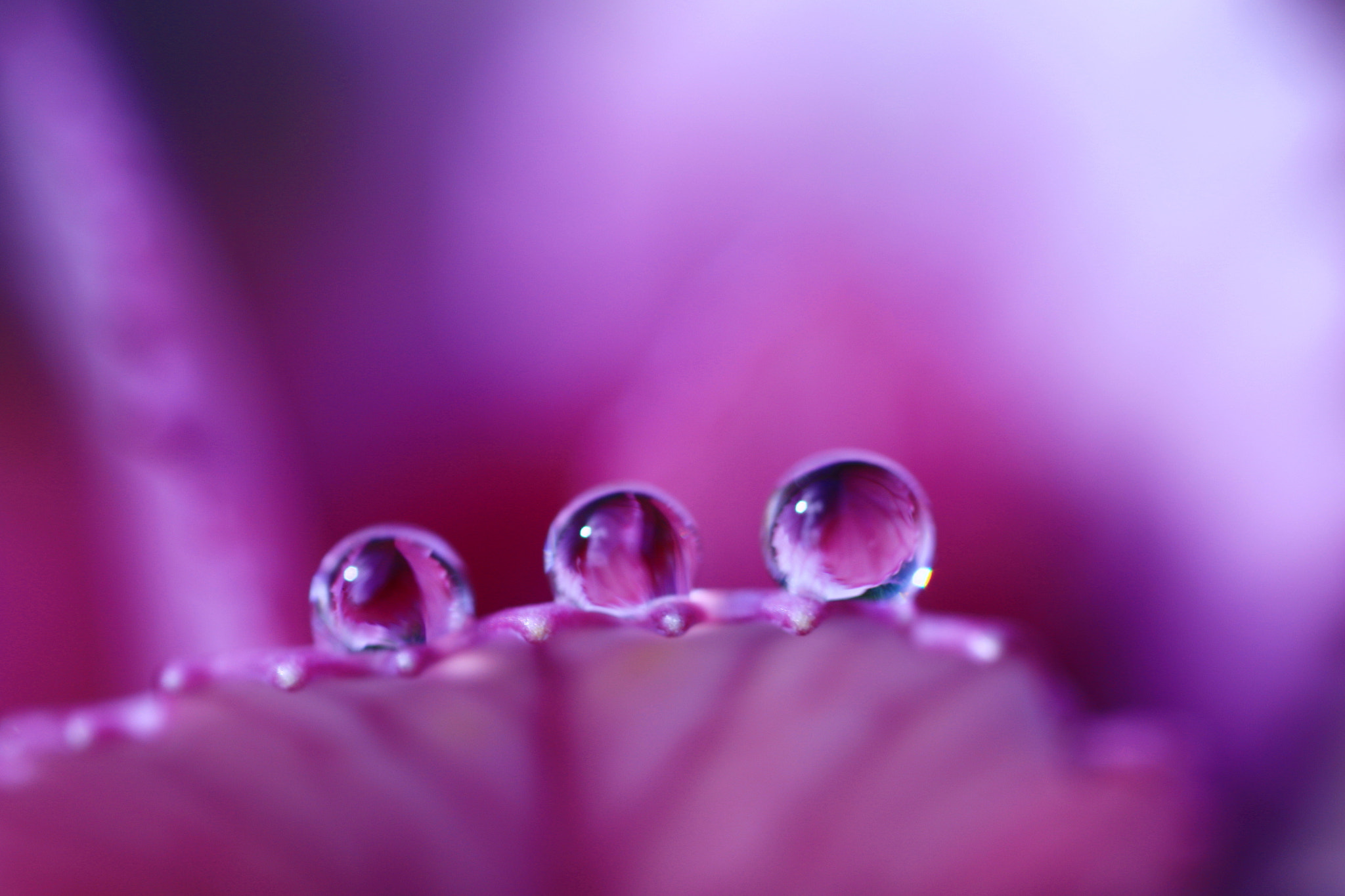 Canon MP-E 65mm F2.5 1-5x Macro Photo sample photo. Beauty color photography