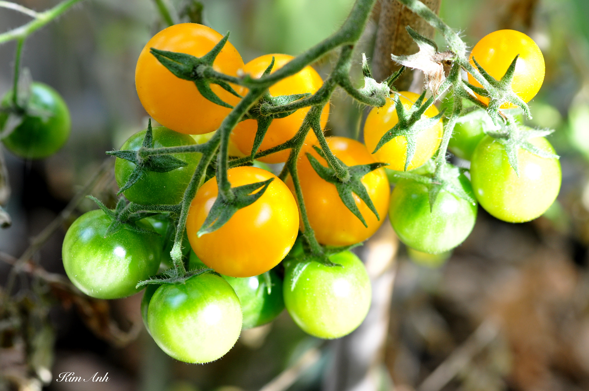 Nikon D90 sample photo. Cherry tomatoes. photography