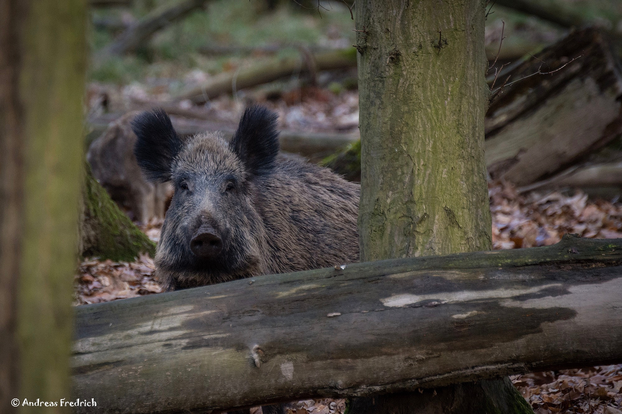 Nikon D7200 sample photo. Wild photography