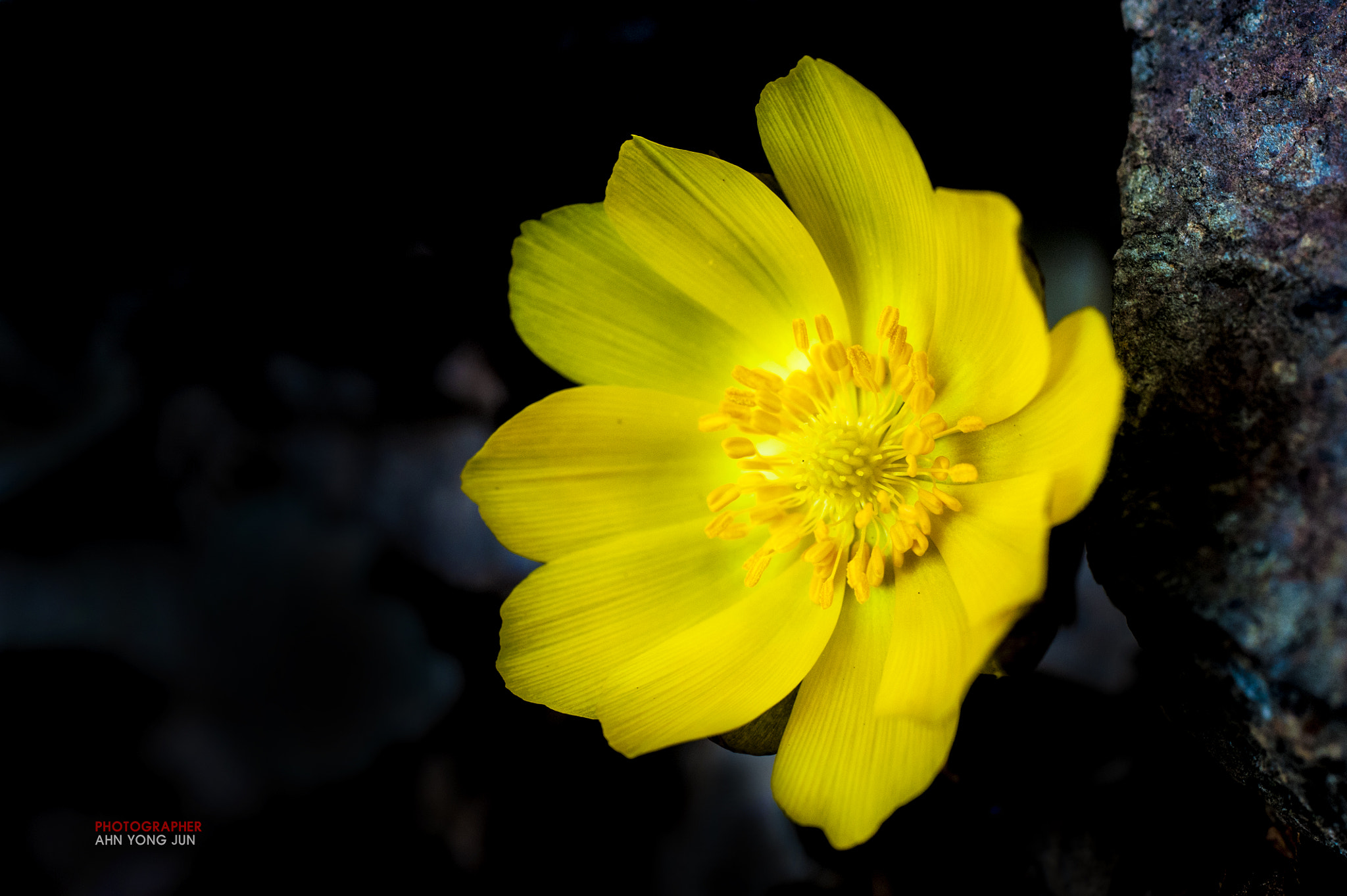 Nikon D3 sample photo. Wild flower series / amur adonis photography