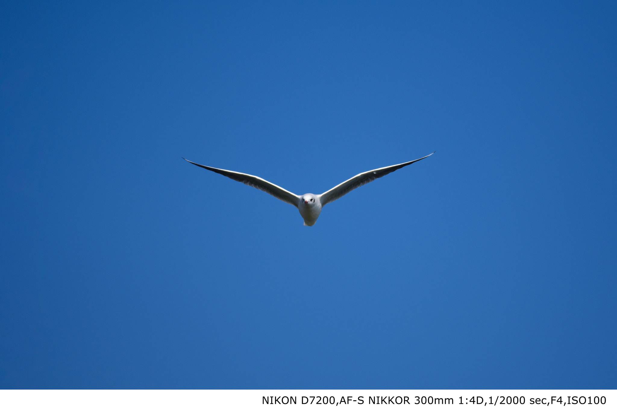 Nikon AF-S Nikkor 300mm F4D ED-IF sample photo. Dsc photography