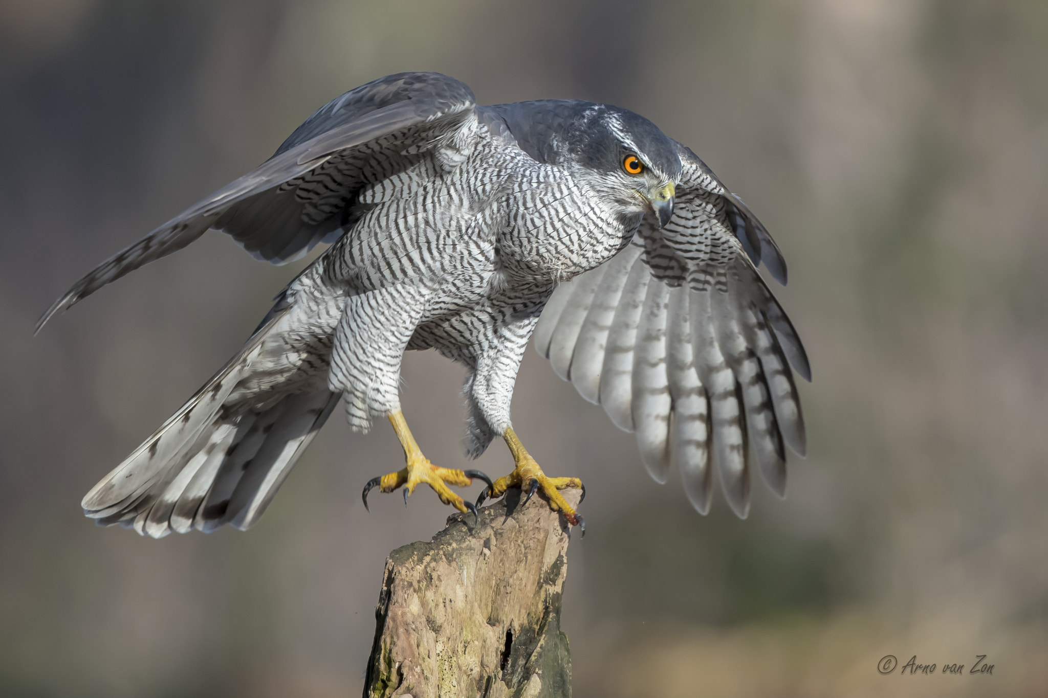 Canon EF 500mm F4L IS USM sample photo. Goshawk ballet... photography