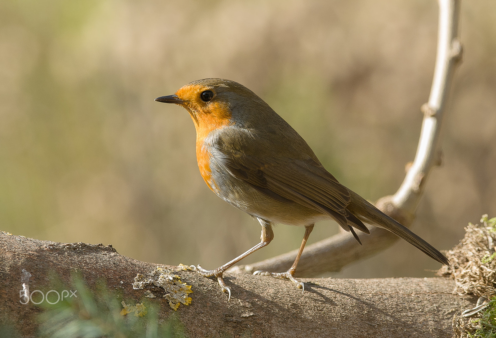 Sigma 150-600mm F5-6.3 DG OS HSM | C sample photo. Robin athlete photography