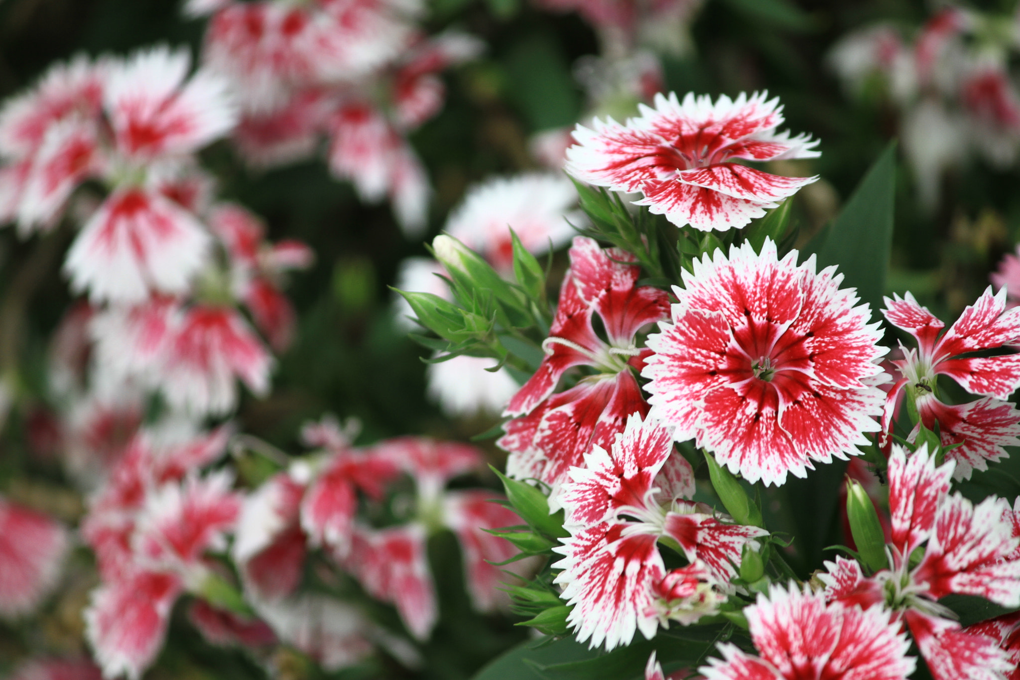 Canon EF-S 55-250mm F4-5.6 IS II sample photo. Foolour photography