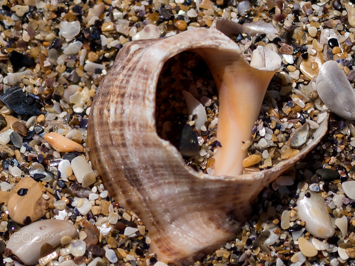 Sigma 105mm F2.8 EX DG OS HSM sample photo. Joz in sand photography