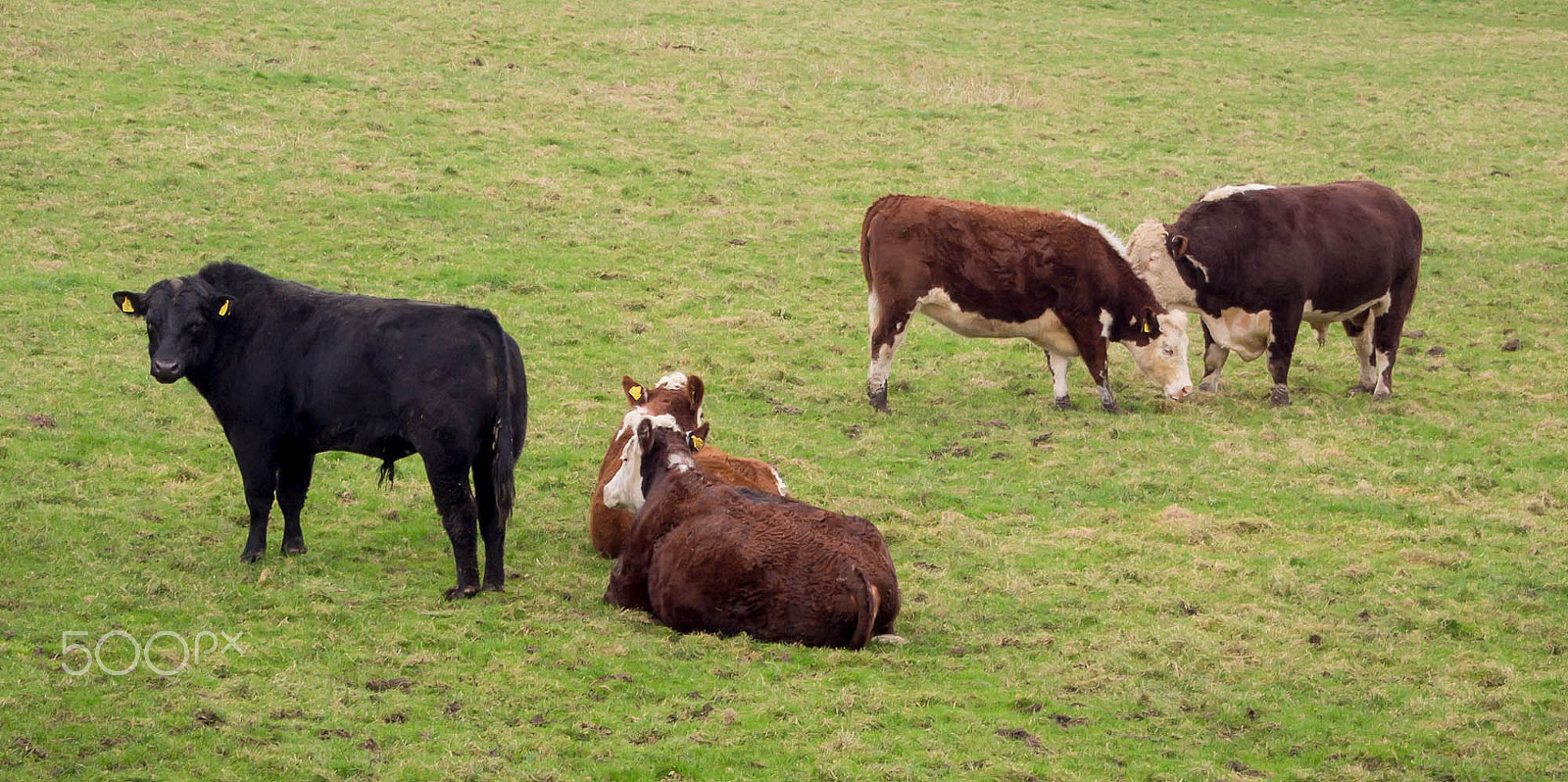 Olympus OM-D E-M5 sample photo. All bull! photography