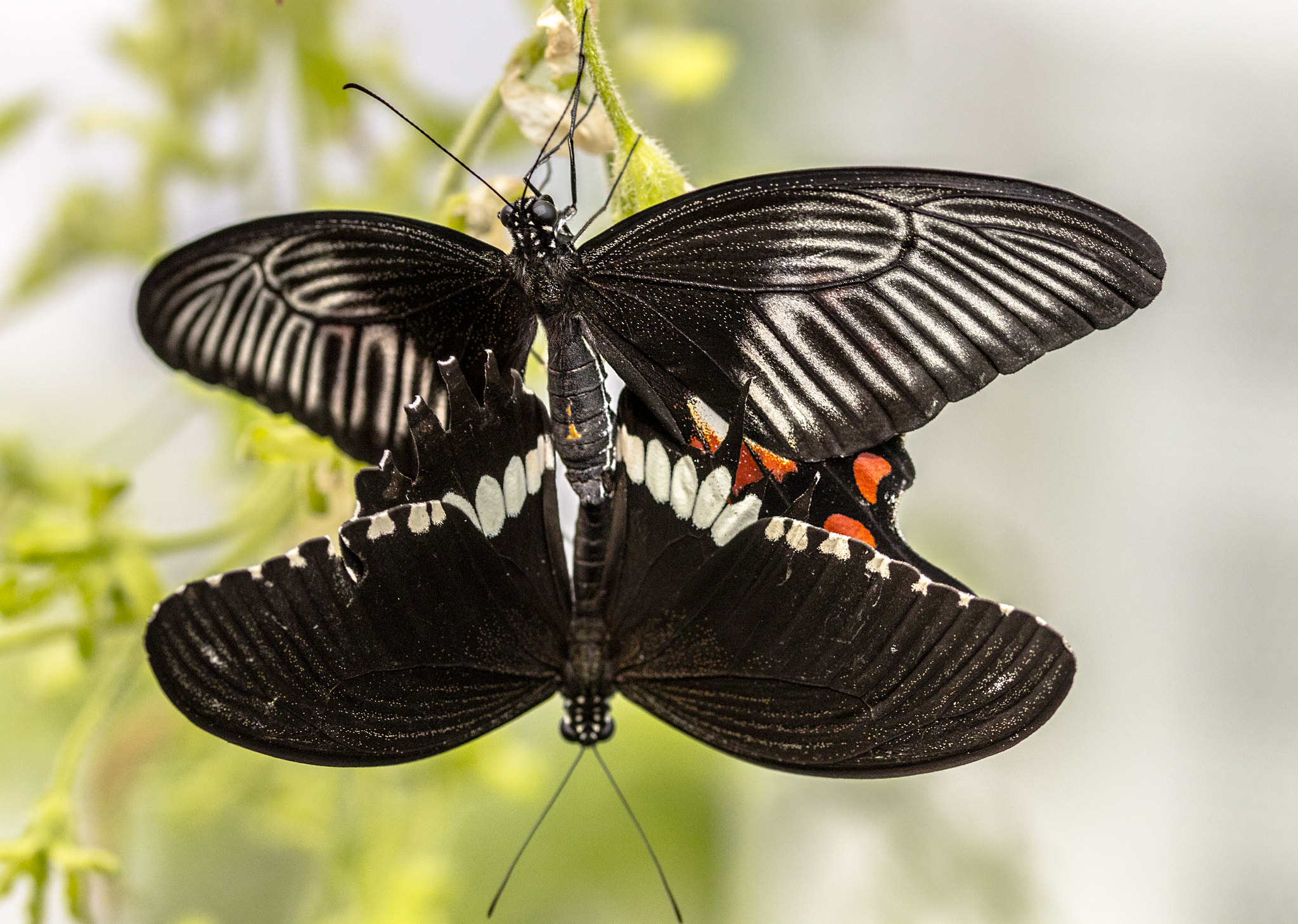 Sigma 105mm F2.8 EX DG OS HSM sample photo. Butterflies photography