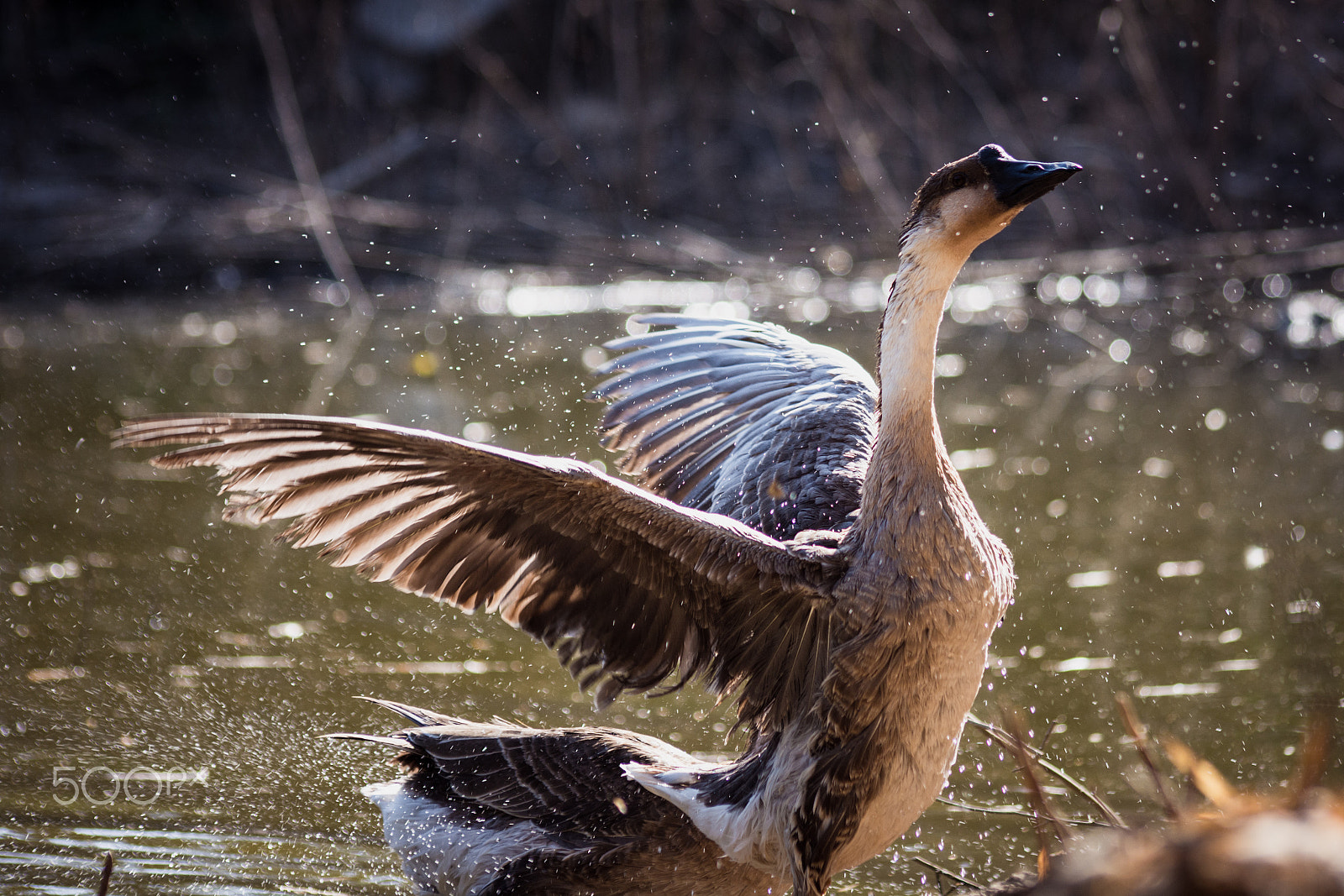 Sigma 70-300mm F4-5.6 APO DG Macro sample photo. Splash! photography