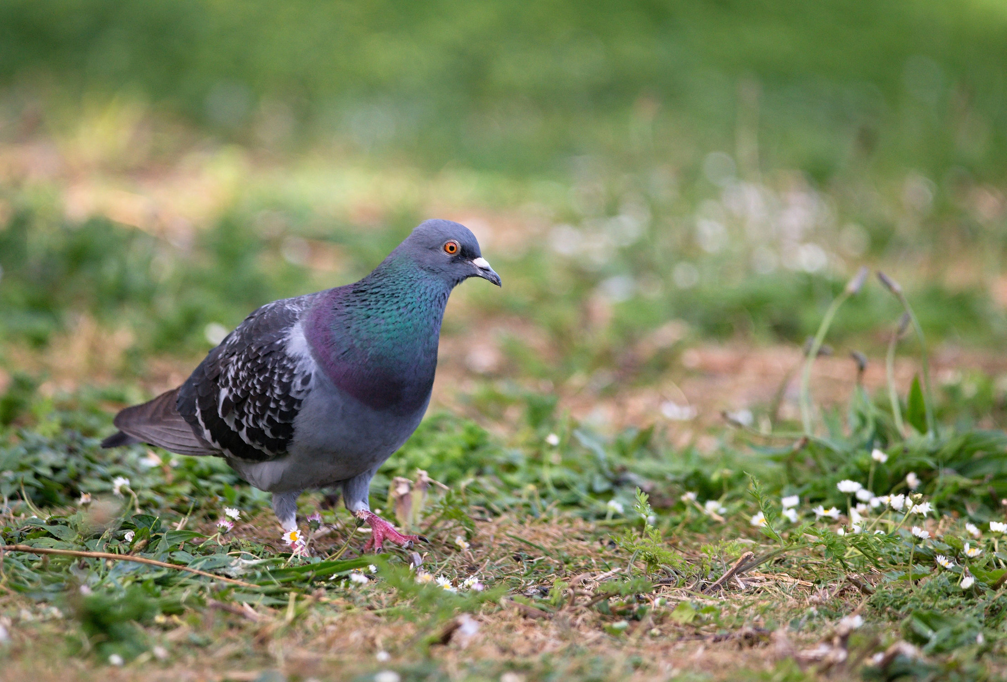 Nikon D610 + Nikon AF-S Nikkor 300mm F4D ED-IF sample photo. Rock pigeon photography