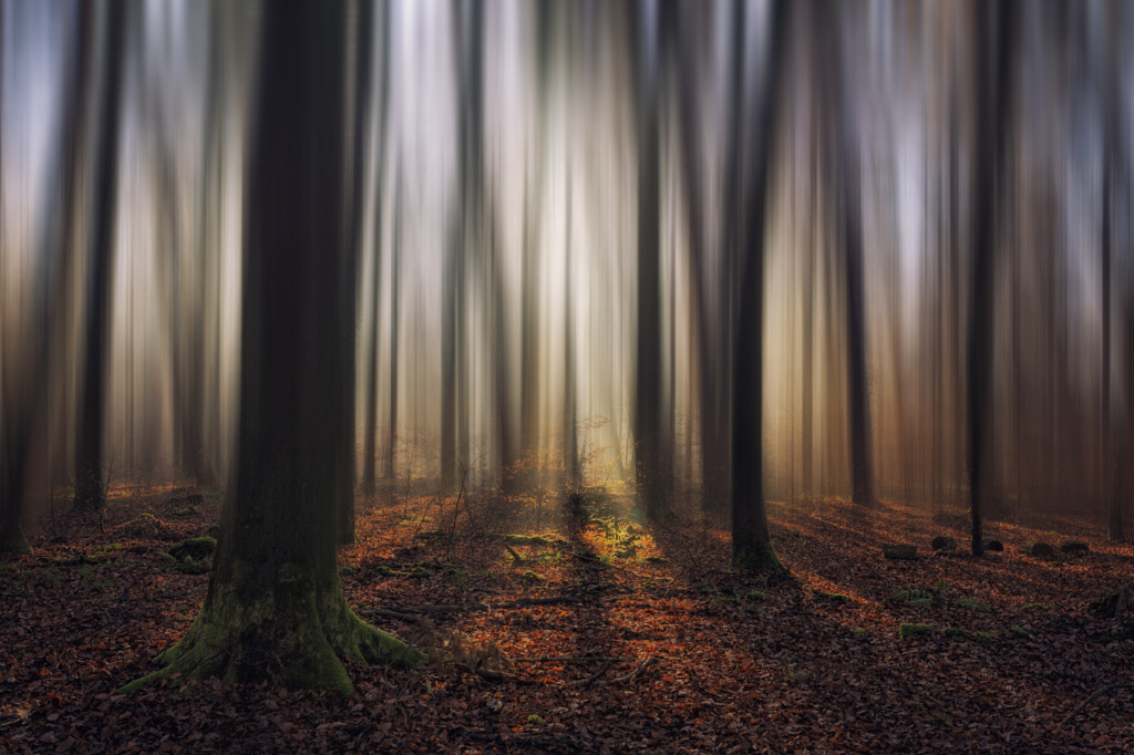 Forest by Pascal Schirmer on 500px.com