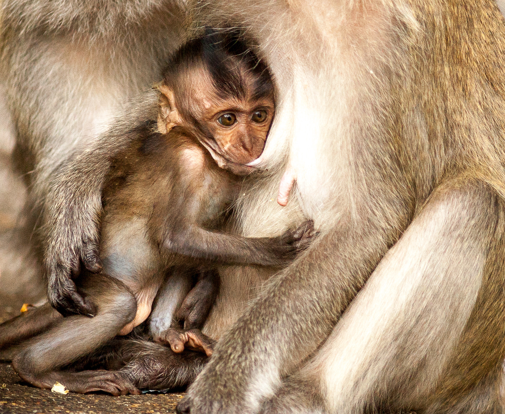 Canon EF 300mm F4L IS USM sample photo. Mother's love photography