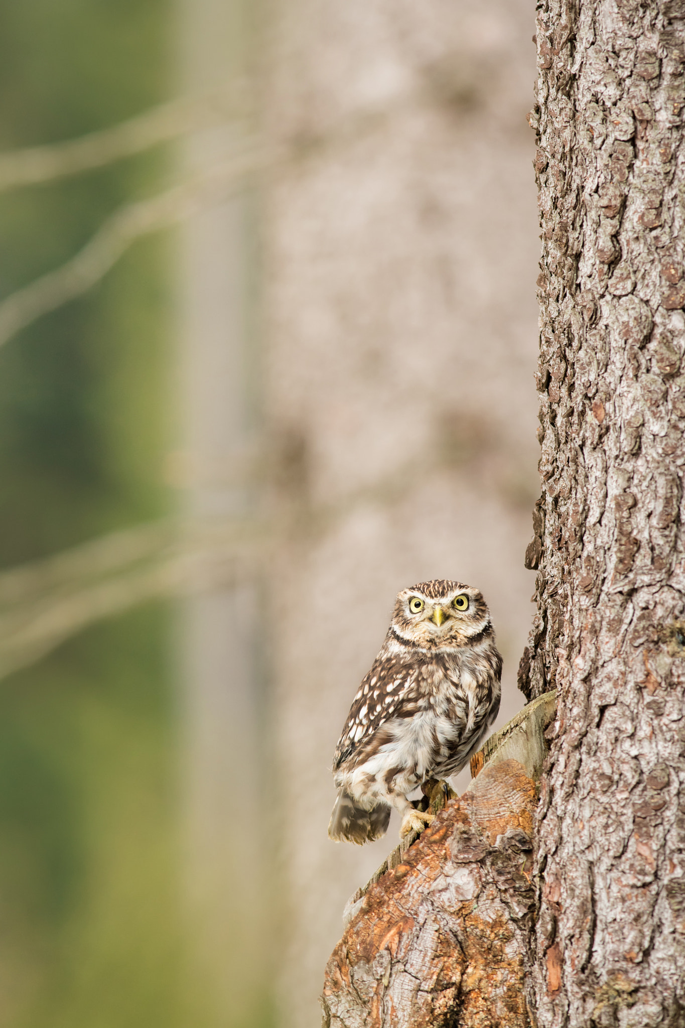Nikon D500 + Nikon AF-S Nikkor 300mm F4D ED-IF sample photo. The little owl photography