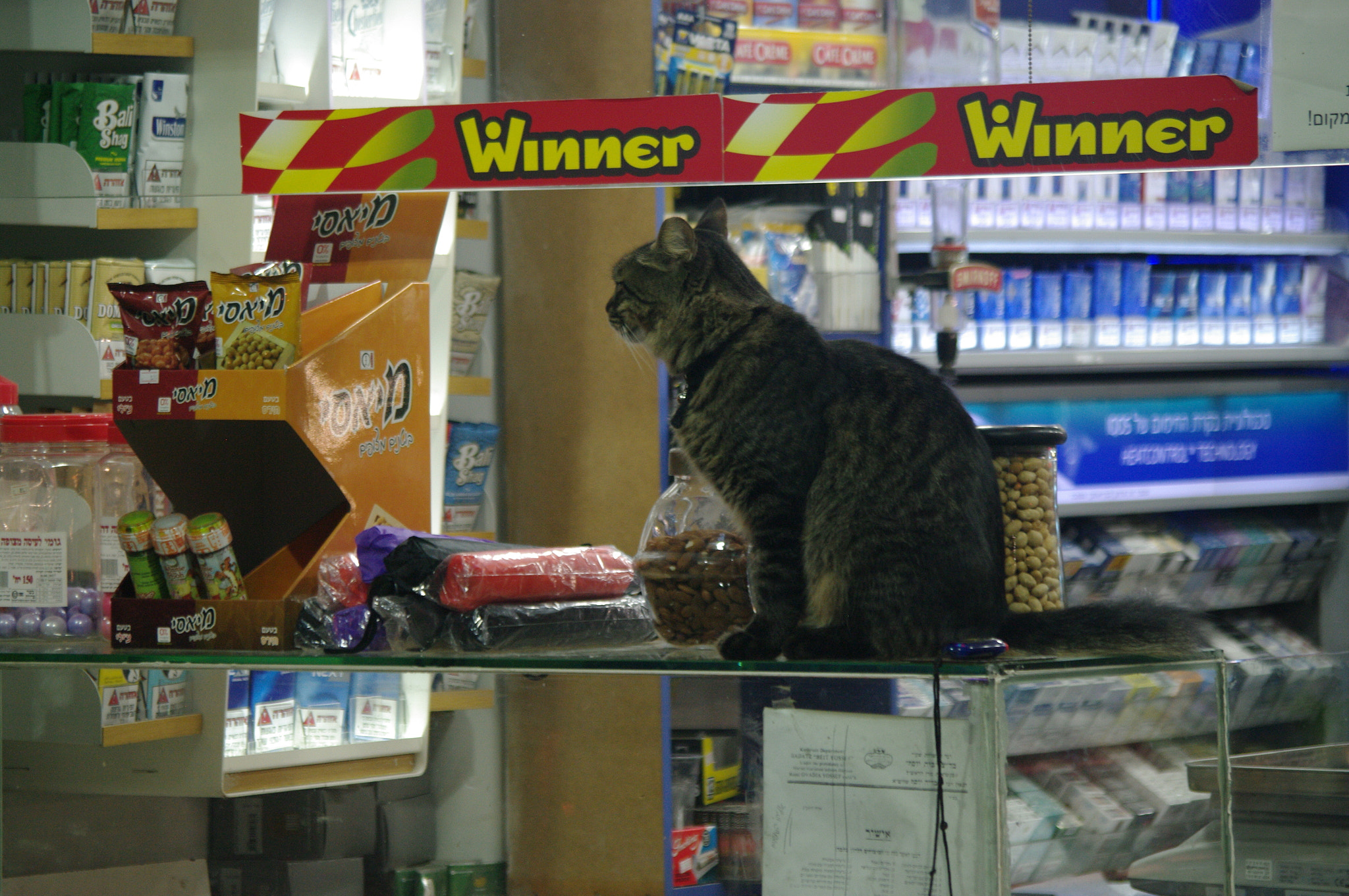 Pentax smc DA 50-200mm F4-5.6 ED sample photo. This cat is a winner photography