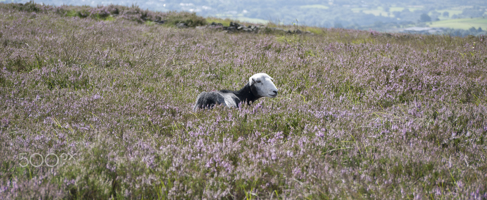Panasonic Lumix G Vario 45-200mm F4-5.6 OIS sample photo. Sheep in heather photography