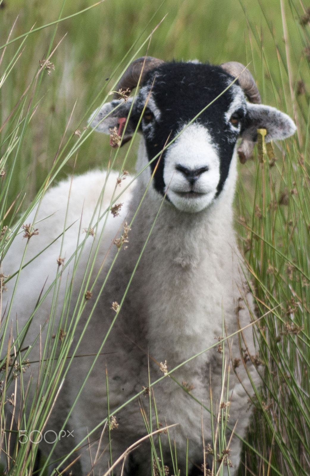 Panasonic Lumix G Vario 45-200mm F4-5.6 OIS sample photo. Sheep peek photography