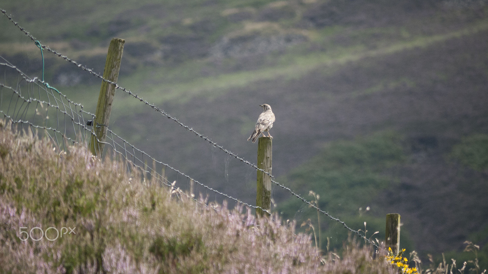 Panasonic Lumix G Vario 45-200mm F4-5.6 OIS sample photo. Kestrel photography