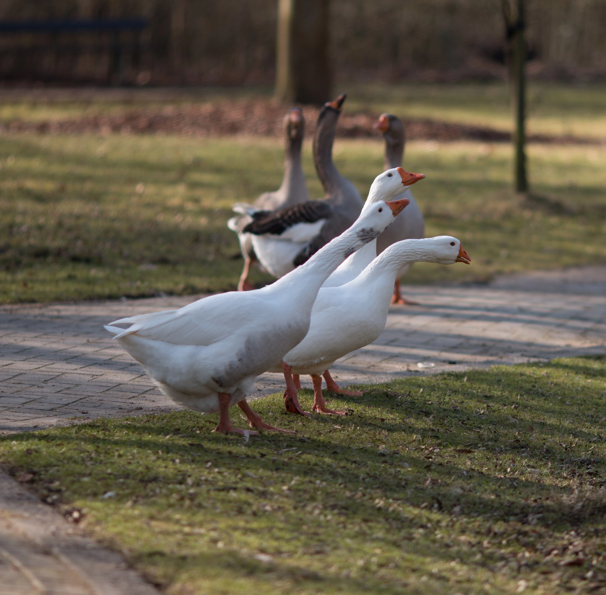 Canon EOS 70D + Canon EF 135mm F2L USM sample photo. Geese photography