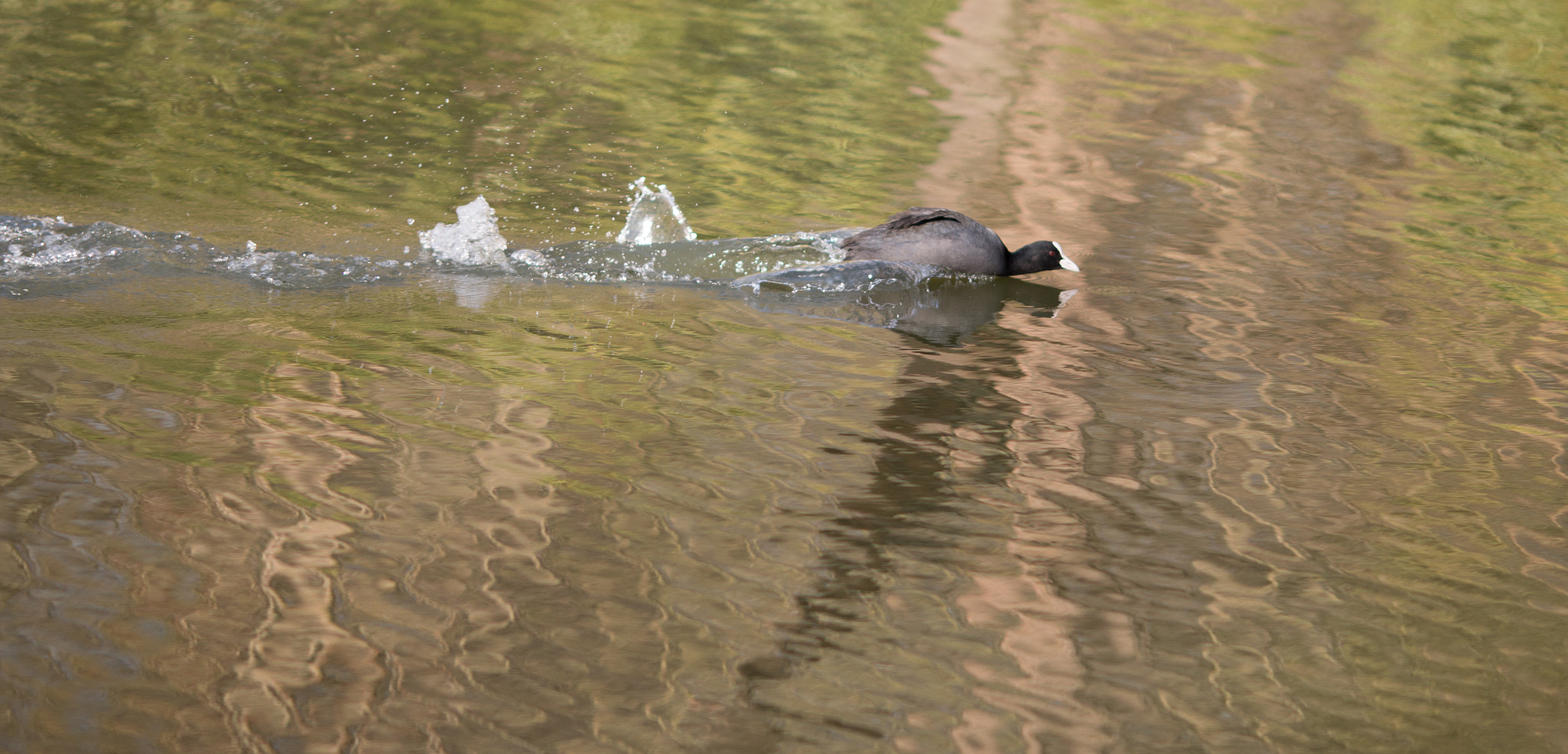 Canon EOS 70D + Canon EF 135mm F2L USM sample photo. Speeding coot photography
