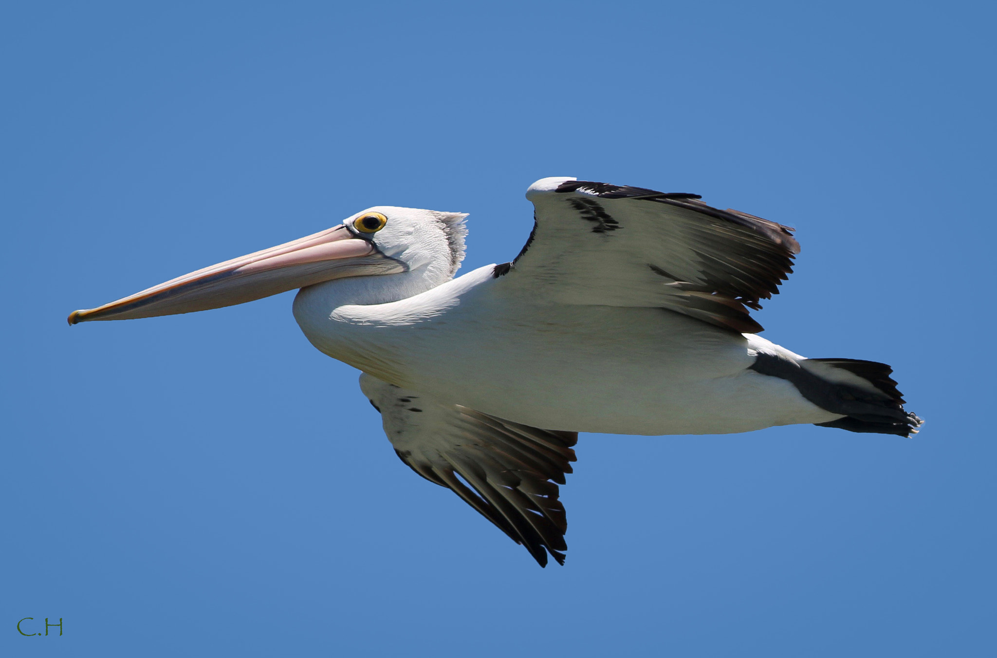 Canon EOS 700D (EOS Rebel T5i / EOS Kiss X7i) + Canon EF 400mm F5.6L USM sample photo. The australian pelican photography