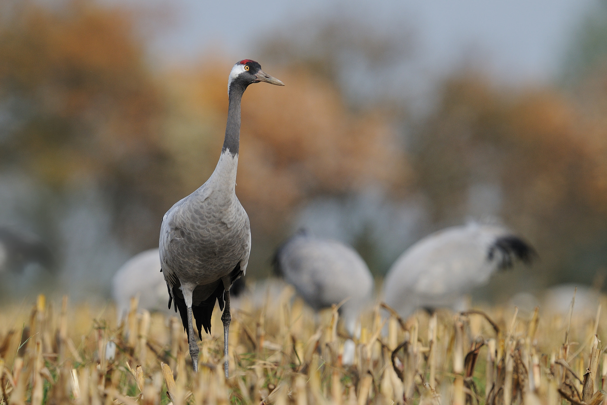 Nikon D300 sample photo. Kranich / common crane photography