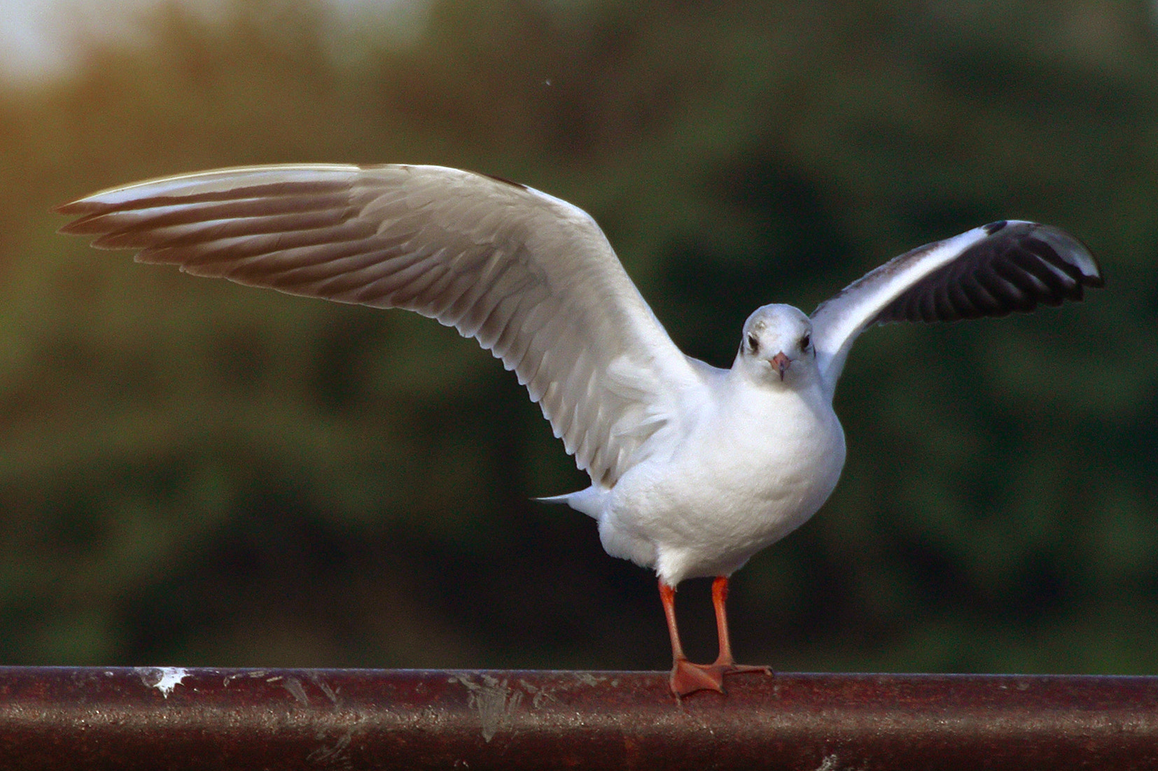 Canon EOS 80D + Tamron SP 35mm F1.8 Di VC USD sample photo. Fly with me....! photography