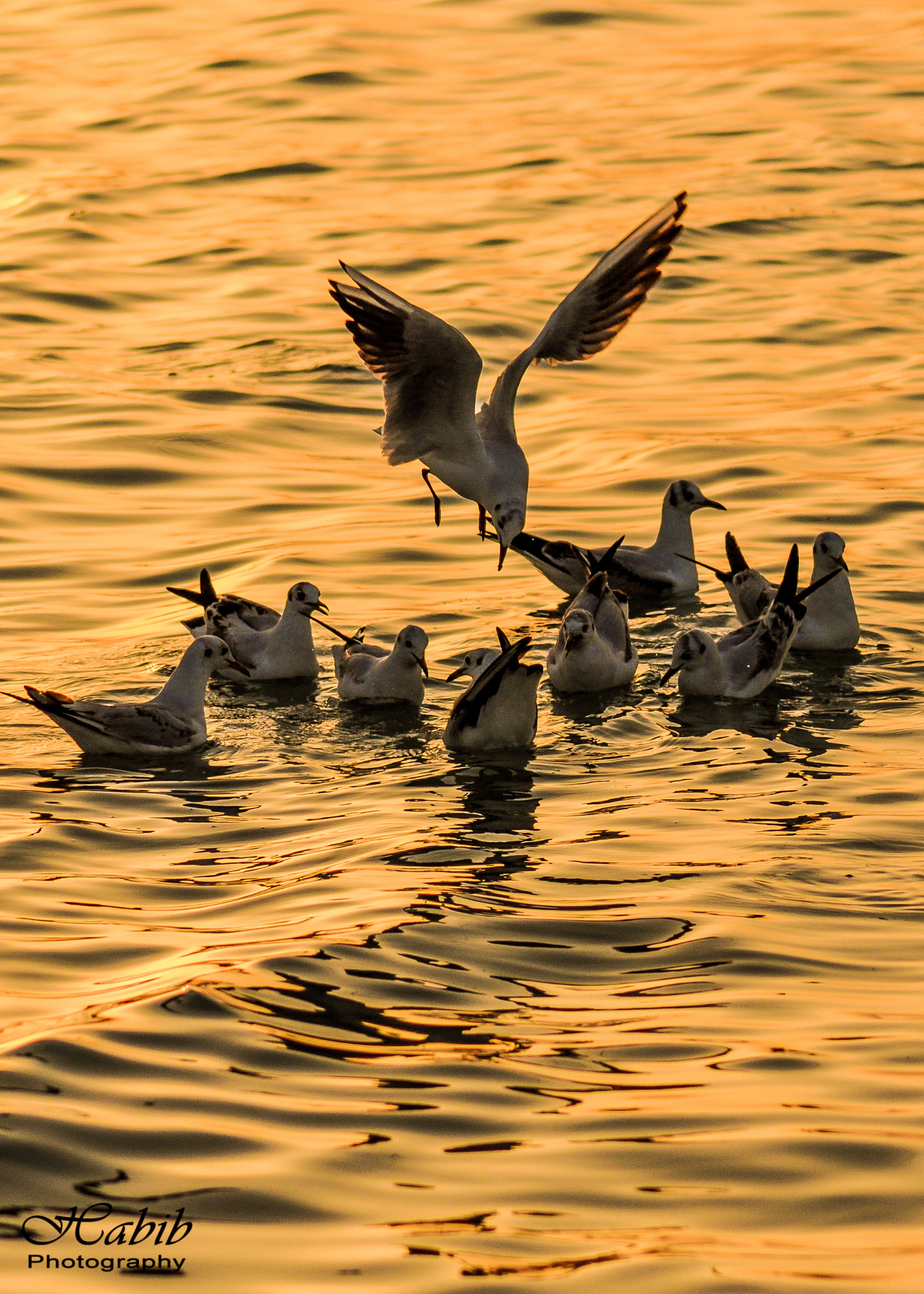Nikon D5000 sample photo. Final swoop photography