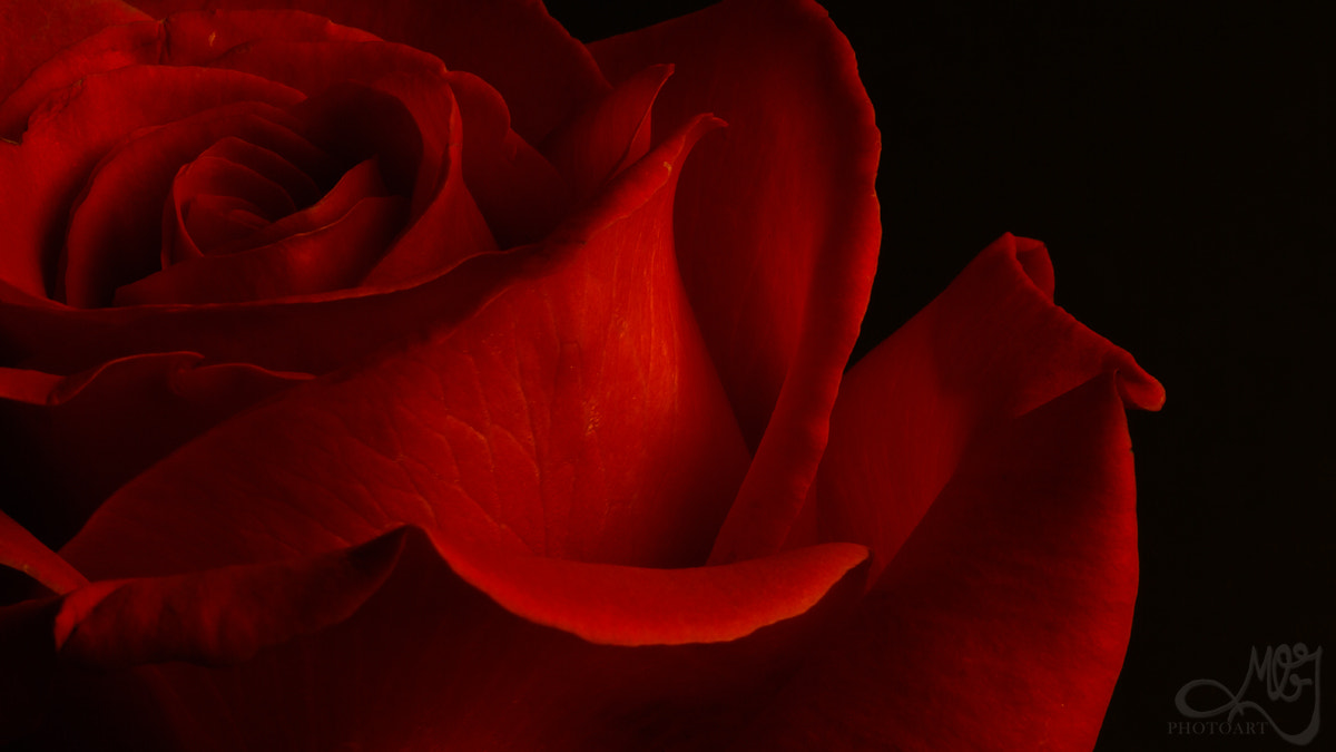 Sigma 105mm F2.8 EX DG OS HSM sample photo. Rose ii photography