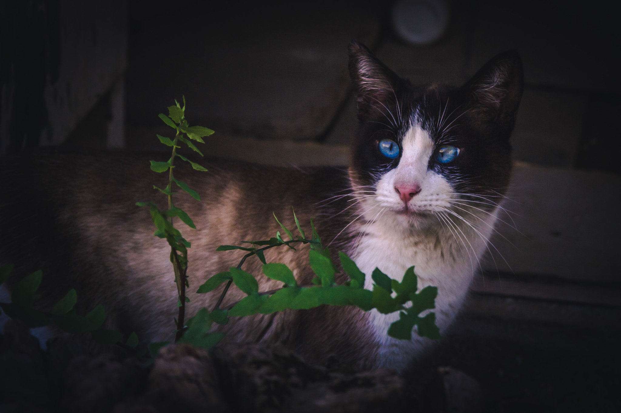 Samsung NX 18-55mm F3.5-5.6 OIS sample photo. Cats photography
