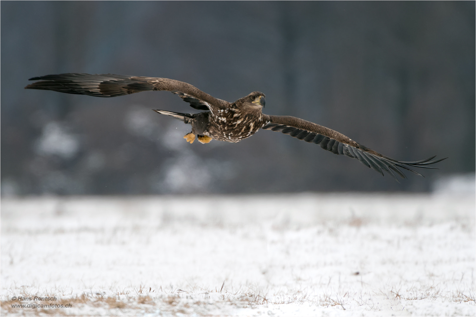Nikon D5 sample photo. Seeadler im anflug photography