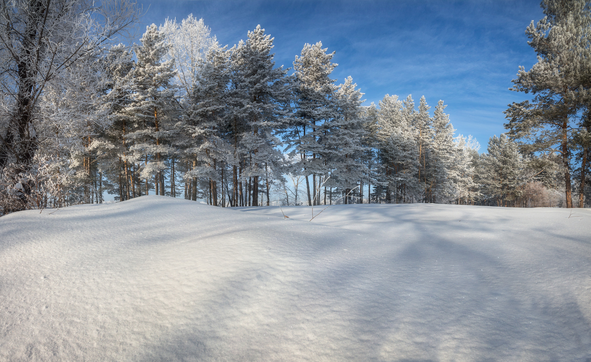 Canon EOS 650D (EOS Rebel T4i / EOS Kiss X6i) sample photo. Frozen pines photography