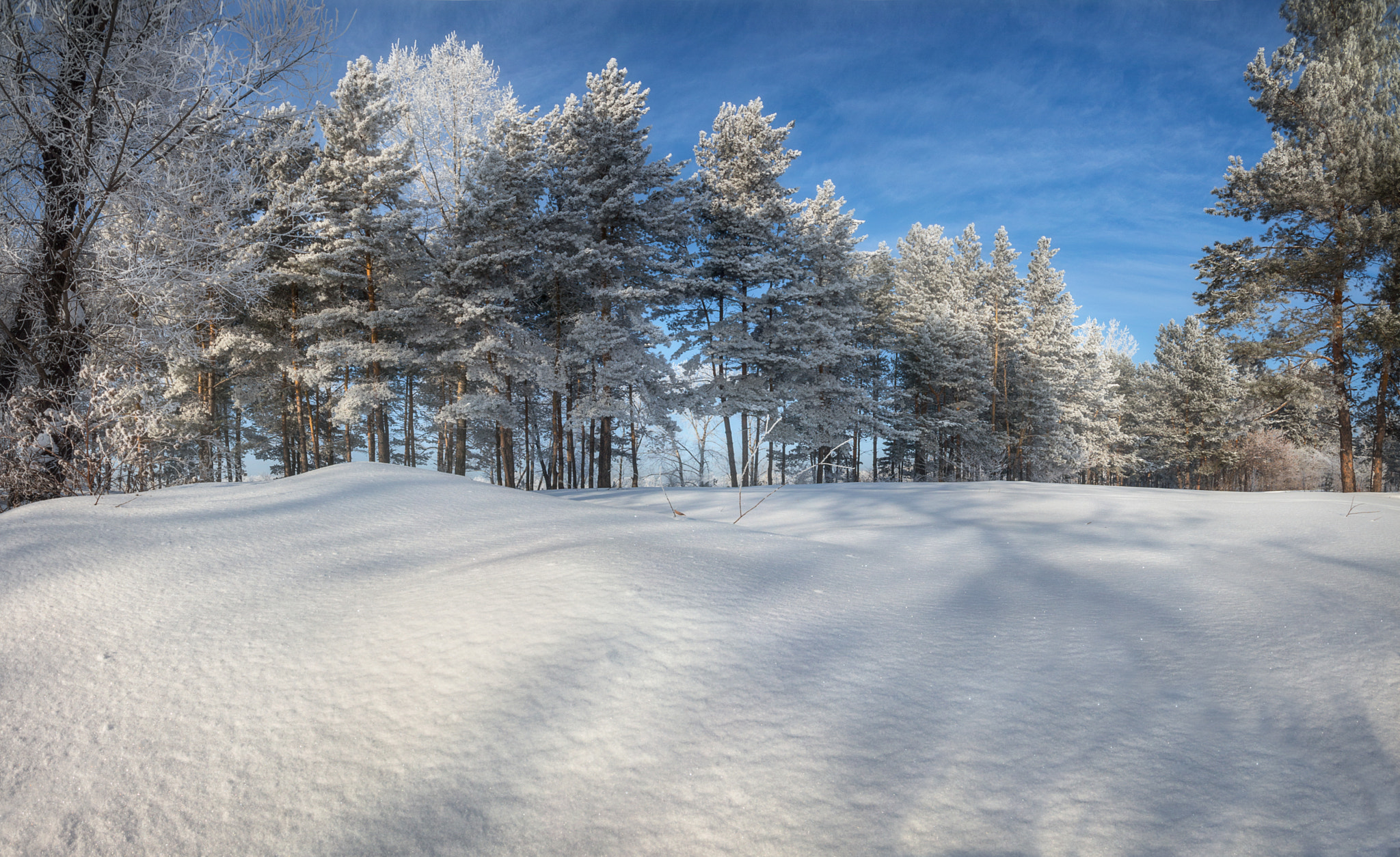 Canon EOS 650D (EOS Rebel T4i / EOS Kiss X6i) + Sigma 10-20mm F4-5.6 EX DC HSM sample photo. Frozen pines photography